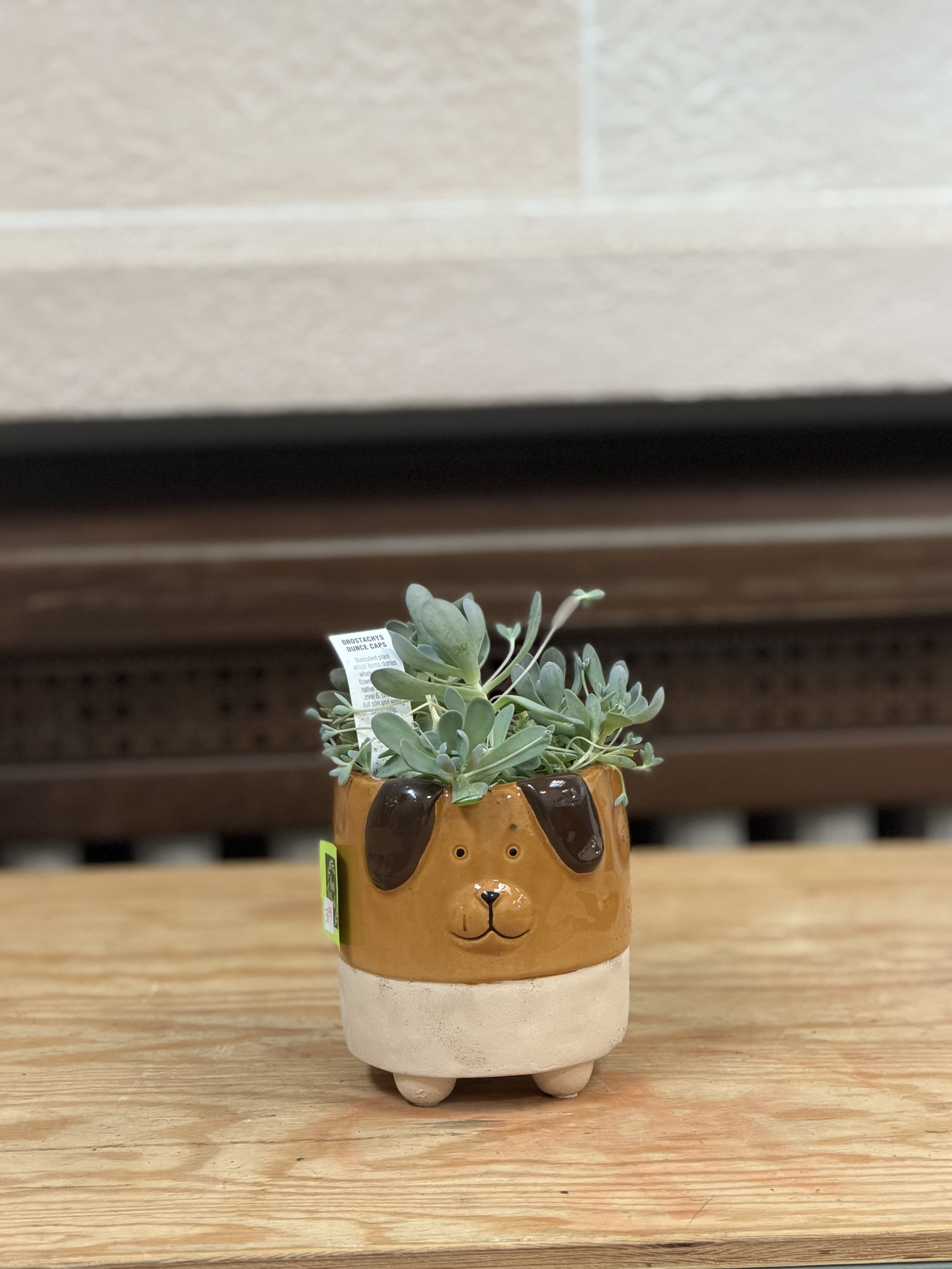4" Dog Succulent  - A 4" succulent planted in a dog container. 
