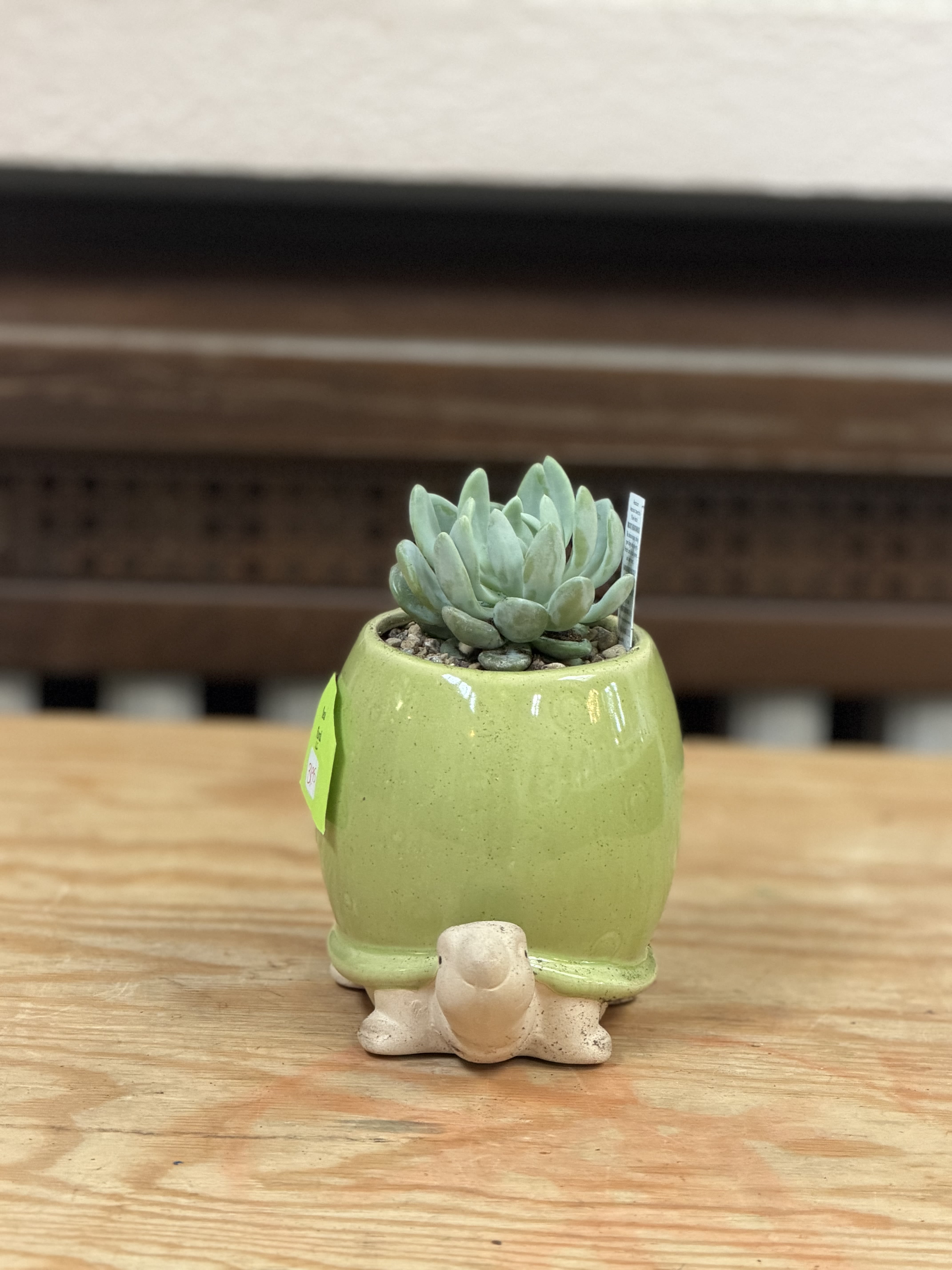 4" Turtle Succulent - A 4" succulent planted in a tall turtle container. 