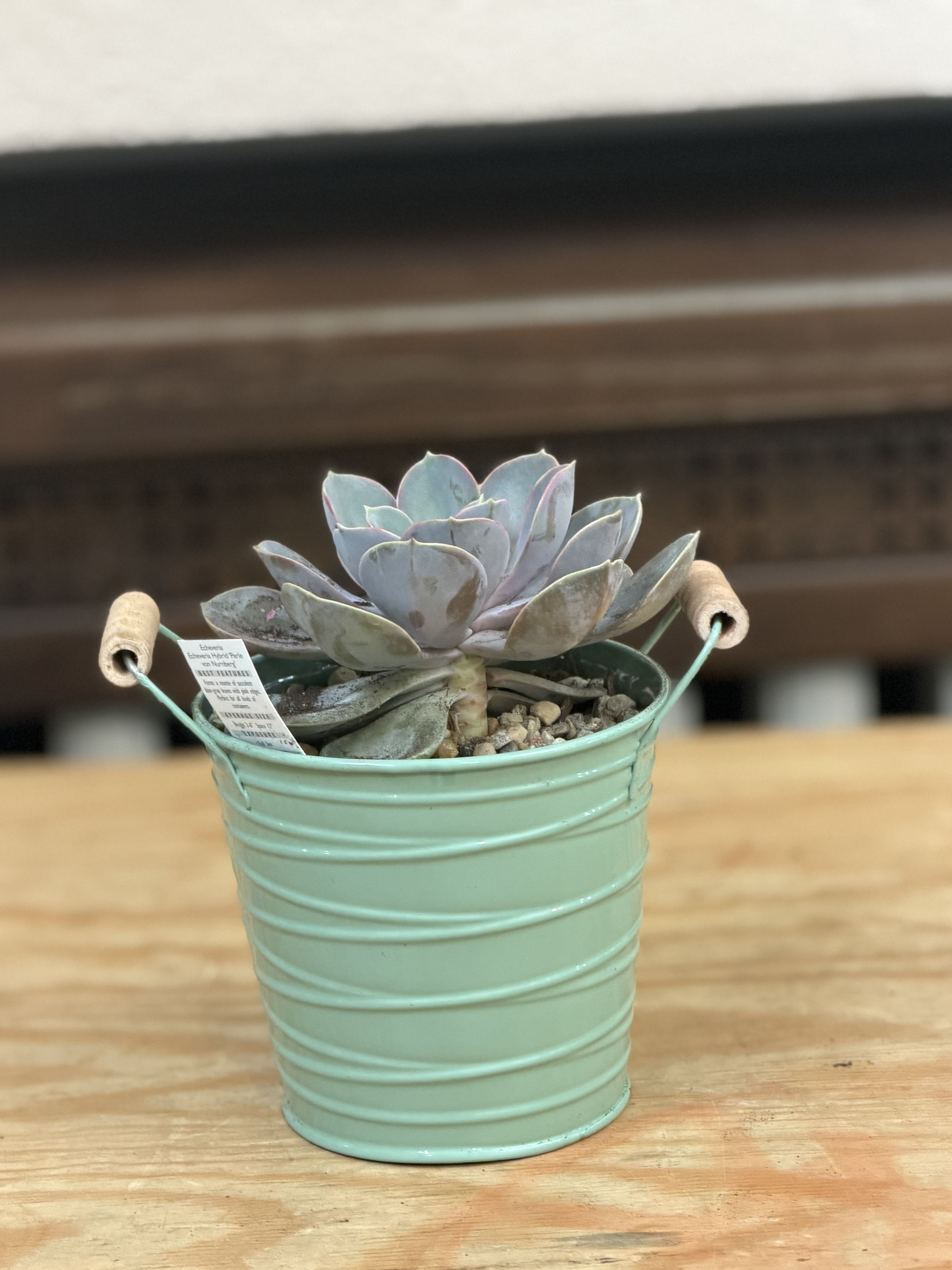 4" Succulent Bucket   - A 4" succulent planted in a bucket with handles. 