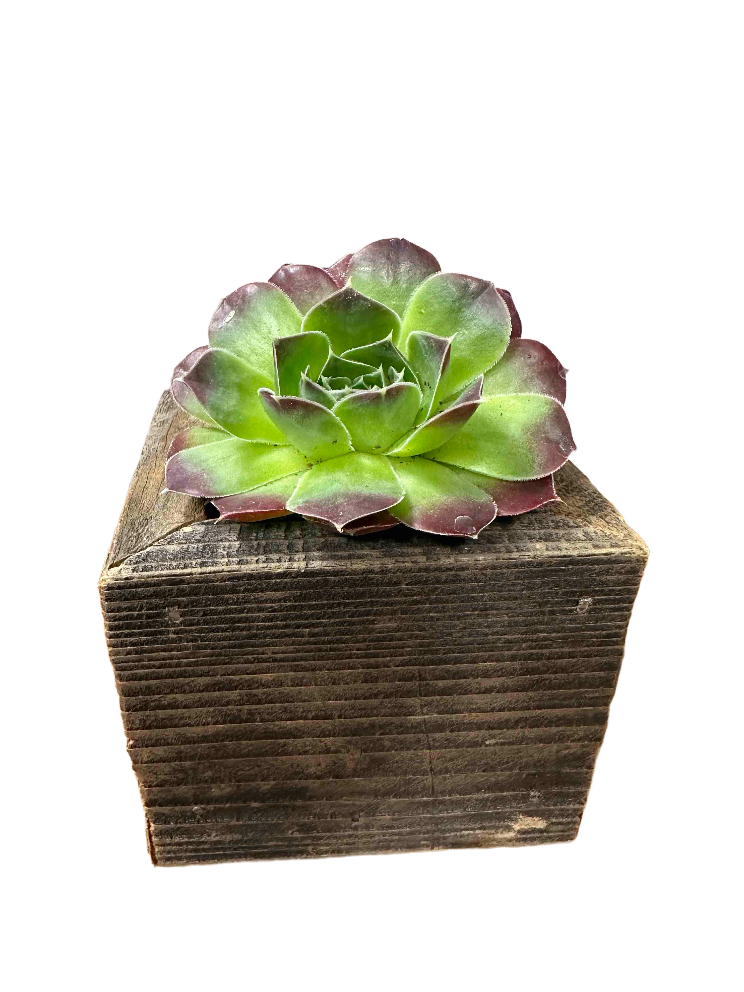 Small Succulent Box - 3"x3" box with a 2" succulent. Available succulents may vary.