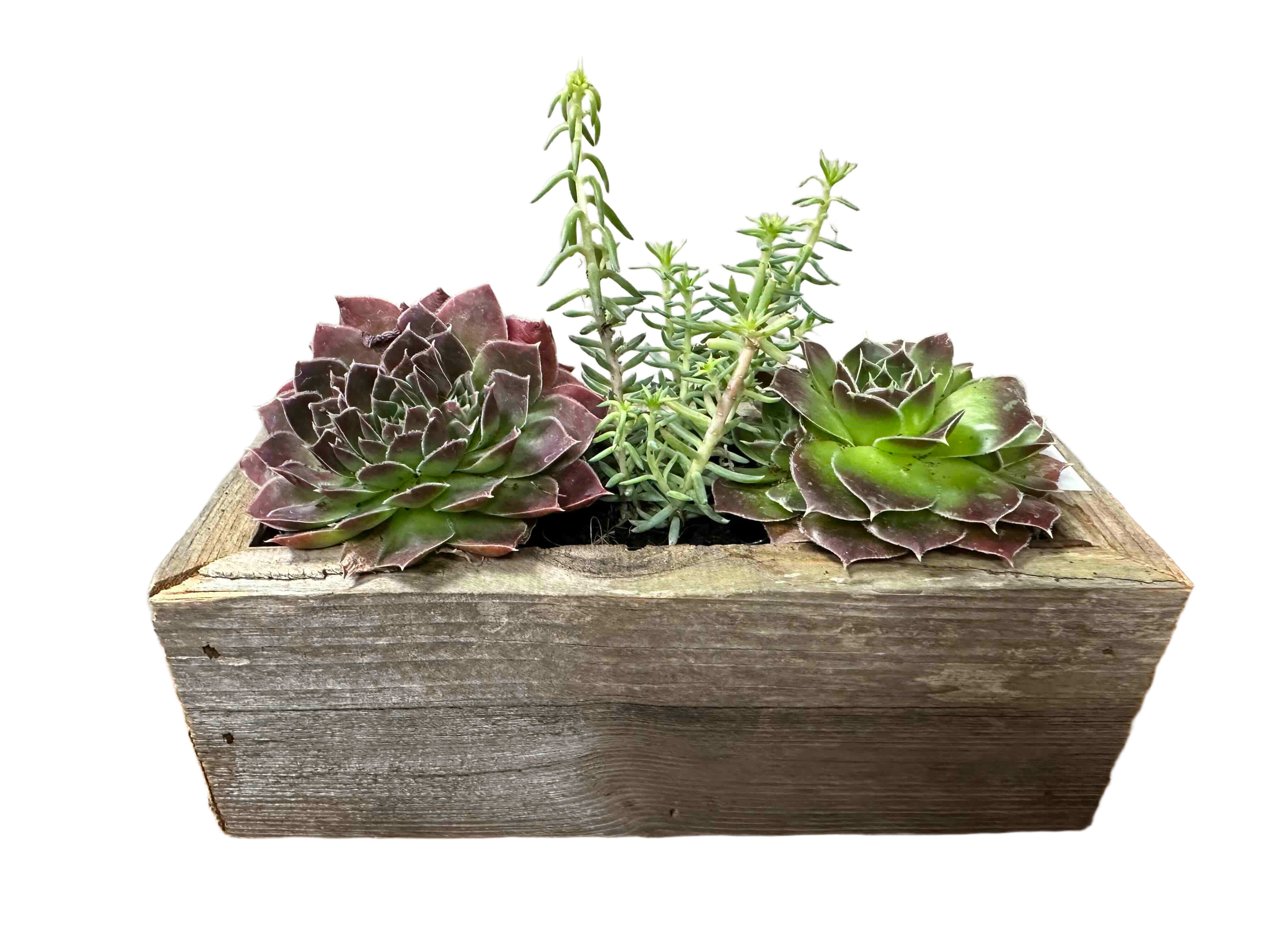 Medium Succulent Box - 3"x 6" box holds three 2" succulents