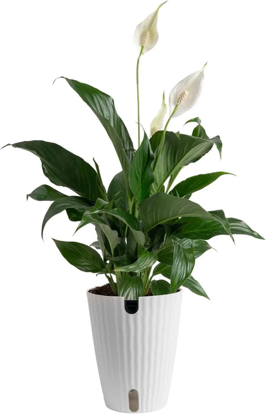 Peace Lilly Spathiphyllum 12 in plant - Broad, glossy dark-green leaves frame elegant white spathes in this Peace Lily Spathiphyllum 12 in plant - a serene houseplant perfect as a sympathy arrangement or a thoughtful gift to bring calm to a home or office. The white flowers and deep green foliage create a clean, understated look that will make the person you're thinking of feel comforted and cared for.  Set in a tall white ribbed planter, the plant presents a modern silhouette that fits contemporary décor while remaining timeless. Several white spathes rise above the foliage, their smooth texture contrasting with the lush, broad leaves; overall height and pot diameter are consistent with a 12-inch plant. The planter's simple lines and neutral color let the plant's natural beauty take center stage.  A meaningful choice for memorials, get-well wishes, or to brighten a living room or workspace, this peace lily prefers bright, indirect light and evenly moist soil; its graceful presence sends a quiet message of sympathy and hope. Order with confidence for delivery to someone who would appreciate a lasting, low-maintenance green companion.