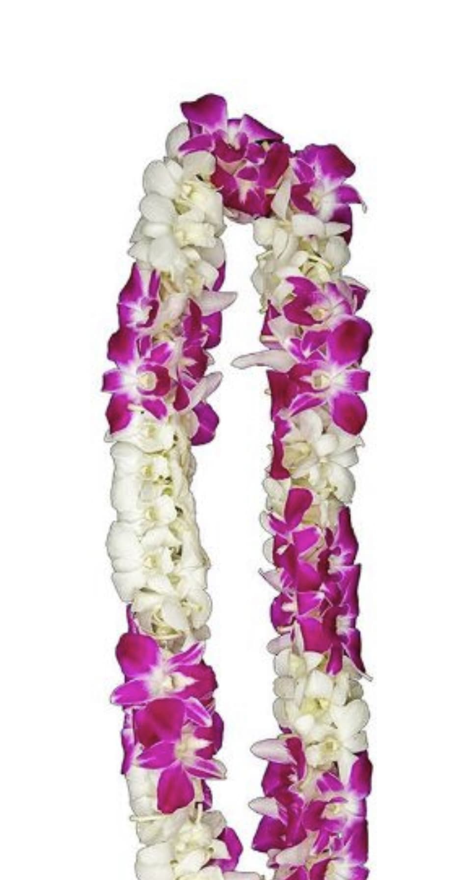 Purple &amp; White Lei  - Our beautiful Purple &amp; White Double Orchid Leis are handcrafted with fresh orchids and are perfect for graduations, celebrations, and special occasions. We do not make these leis in-house. Please PRE-ORDER AT LEAST A WEEK IN ADVANCE!