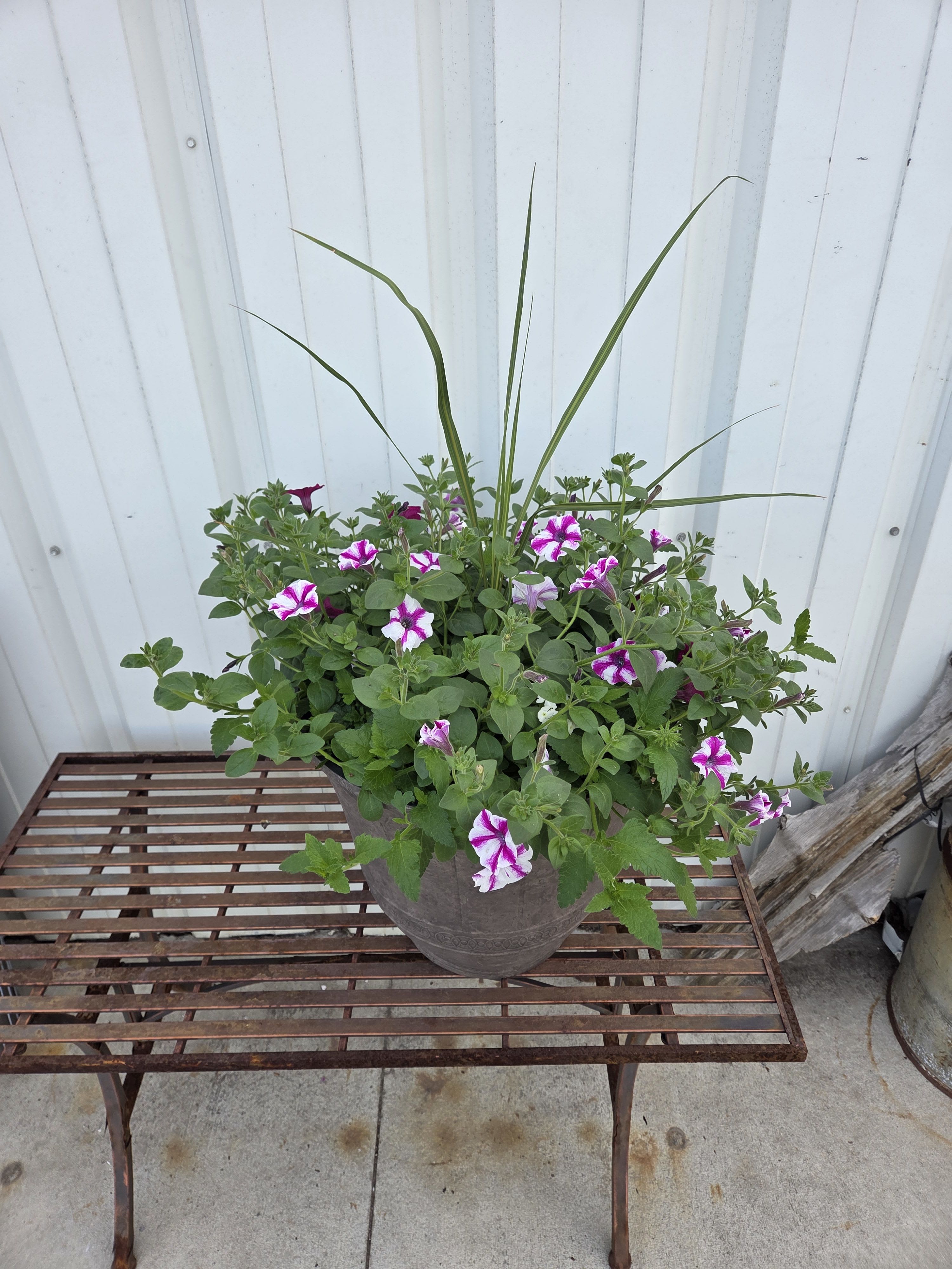 **SALE** Greenhouse Decorative Planter - Greenhouse Decorative Planter - Plant varieties and colors will vary with each planter, we'll choose the freshest one for you!