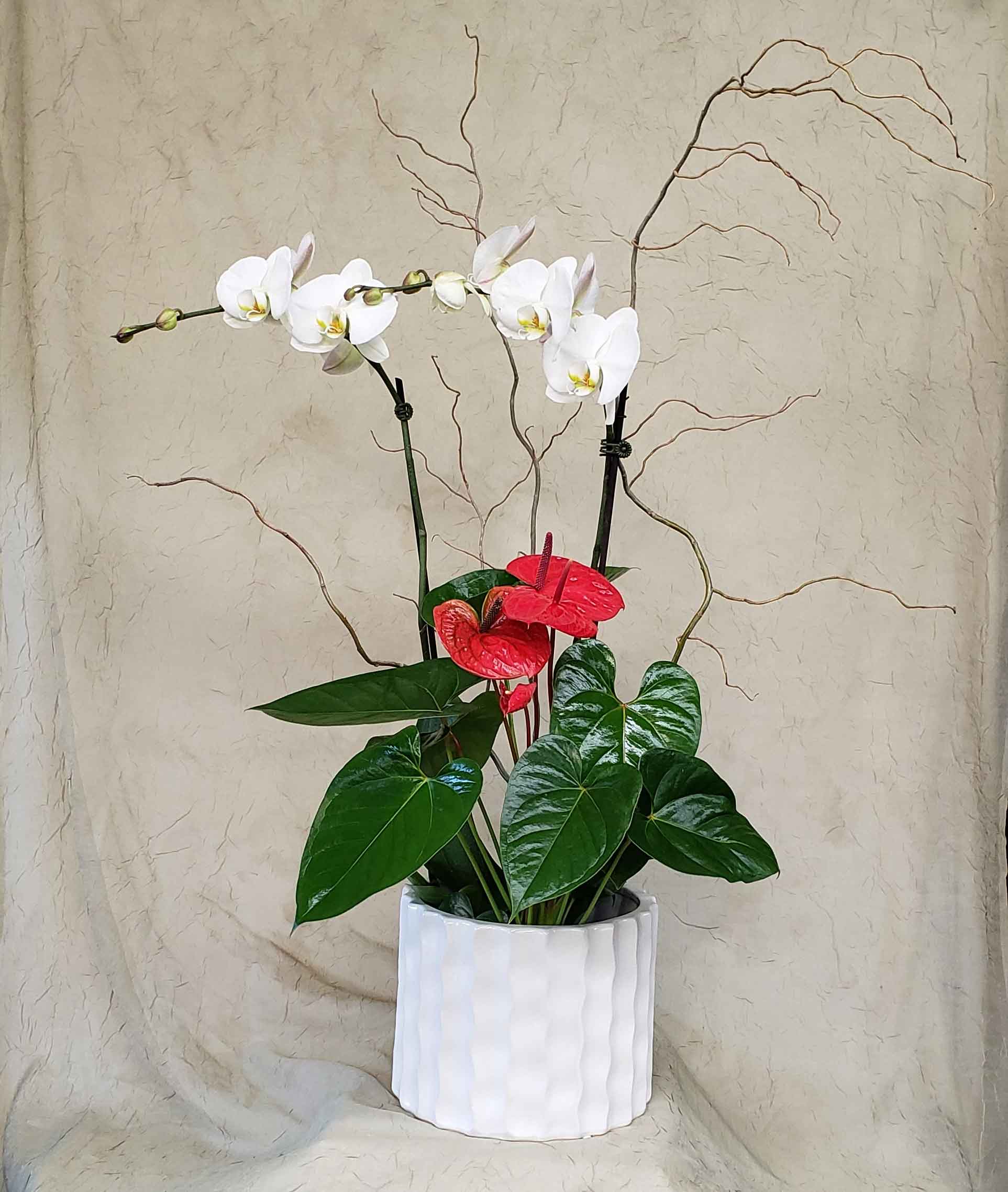 White orchids and red anthuriums in a white pot