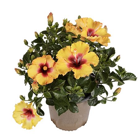 Hibiscus Plant - 10" HIBISCUS BUSH YELLOW