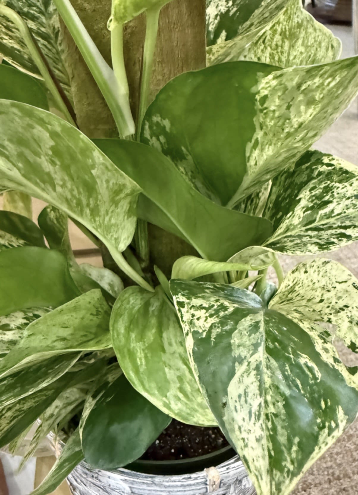 6" Pothos with Totem - 6" plant in the Pothos family growing up a totem pole.  Plant is in a basket.