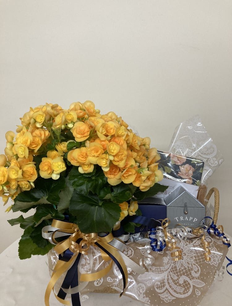 Yellow-orange potted flowering plant with ribbon and gift packaging