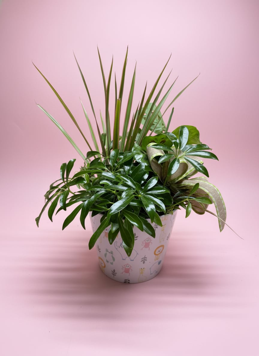 Baby Sprouts  - Baby Sprouts Dish Garden is a sweet, baby-themed houseplant arrangement designed in a soft melamine container, perfect for celebrating new beginnings. This living gift features one 4-inch houseplant paired with two 3-inch houseplants, thoughtfully arranged to create a fresh, green mini garden.  Finished with a coordinating ribbon for a gentle baby-inspired touch, this long-lasting dish garden is a perfect gift for baby showers, hospital visits, or welcoming a new little one home. Easy to care for and full of life, it’s a meaningful keepsake that grows right alongside baby.   All houseplants will vary due to availability. 