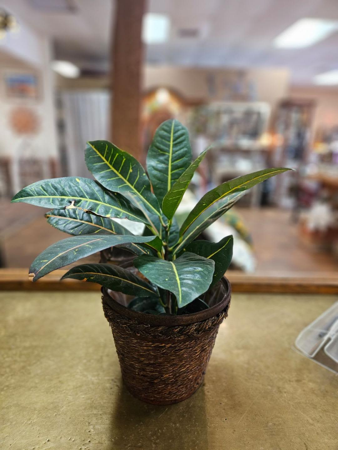 Leafy houseplant with glossy green leaves in a woven pot on a tabletop.