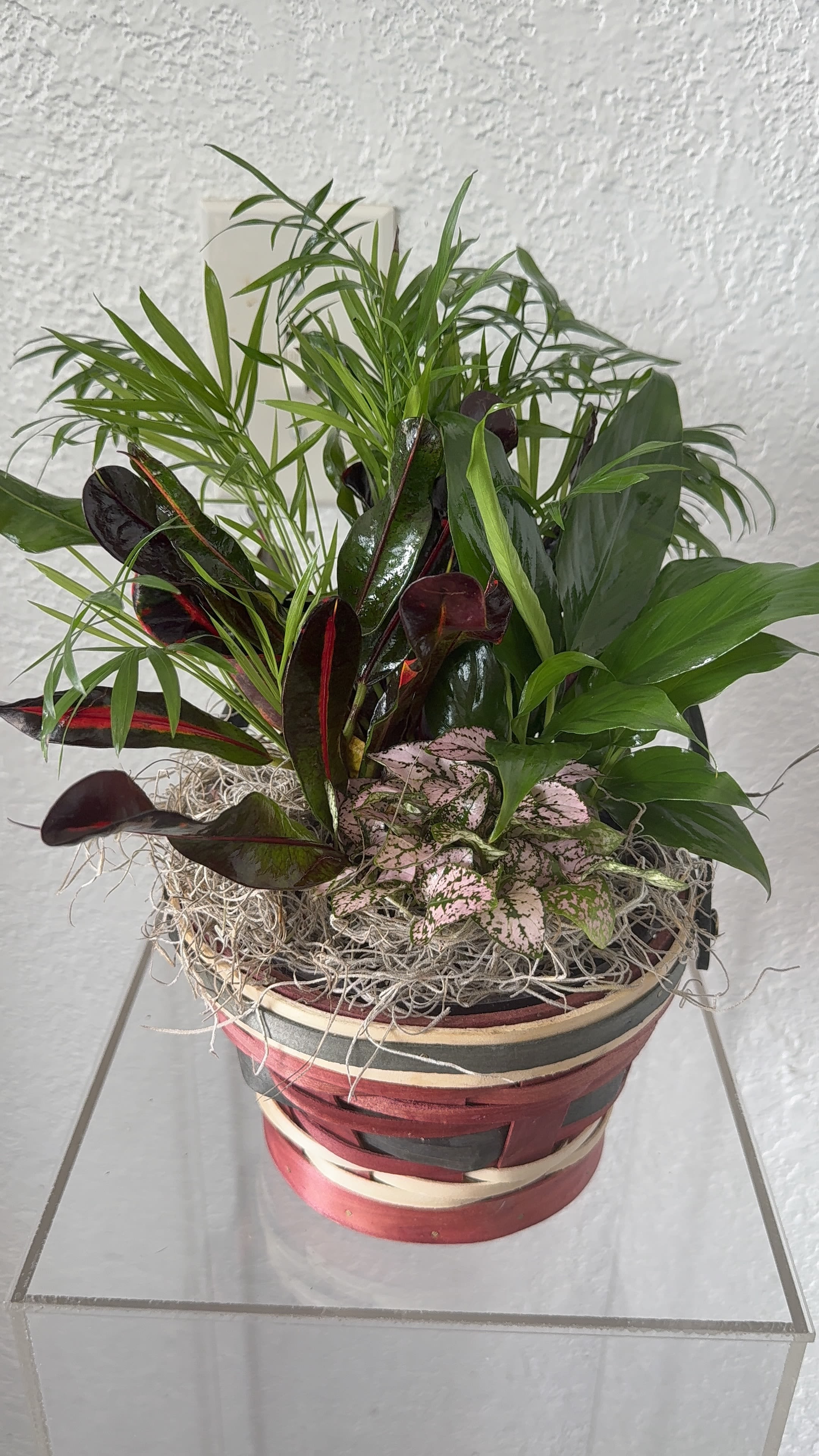 Nature's Embrace - This charming dish garden features a variety of healthy green plants accented with colorful foliage and natural Spanish moss. Nature's Embrace offers comfort, warmth, and lasting reminder of love and support.