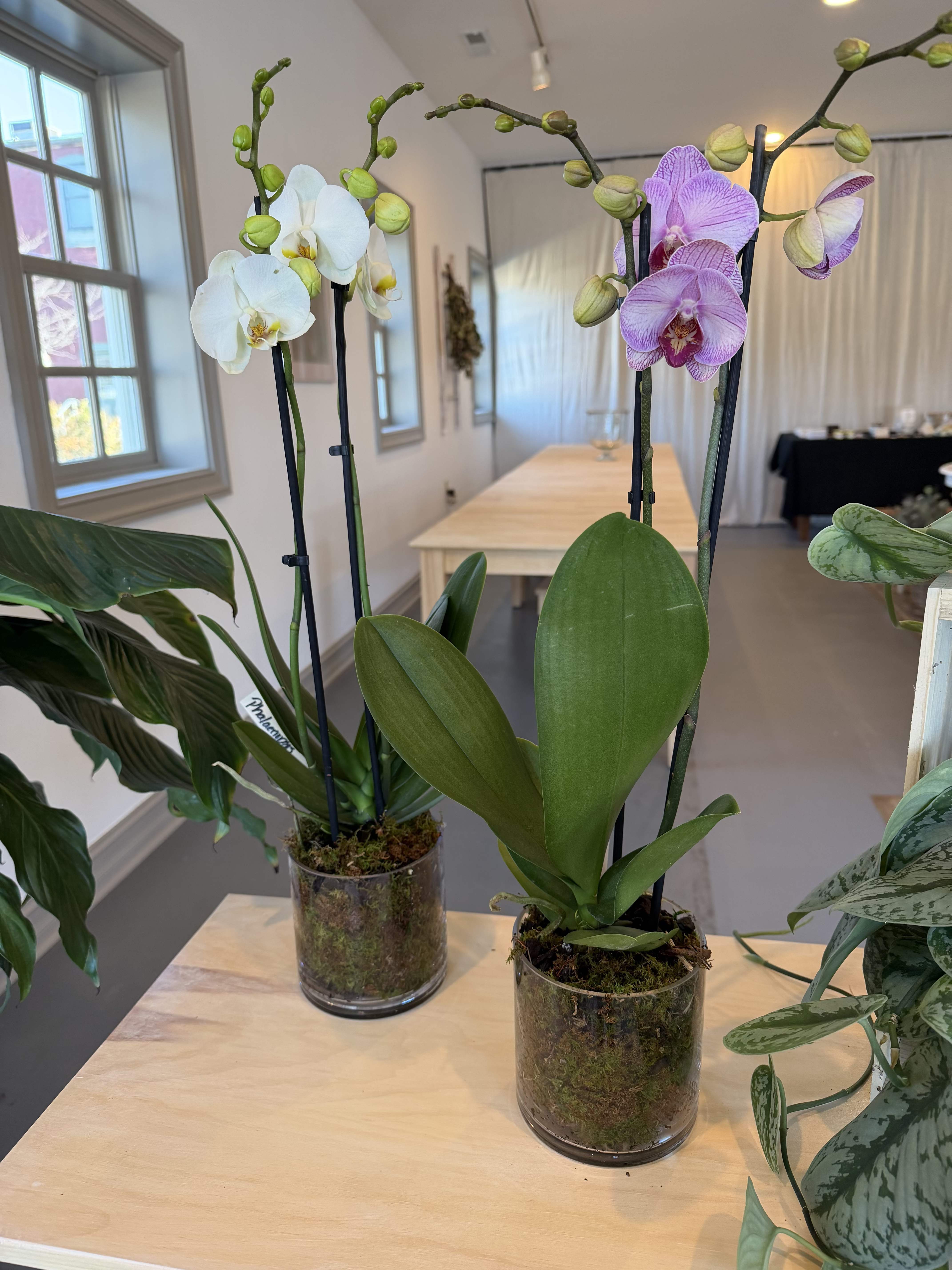 Two potted orchid plants with white and purple blooms on a table.