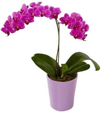 Purple orchid plant in a lavender pot
