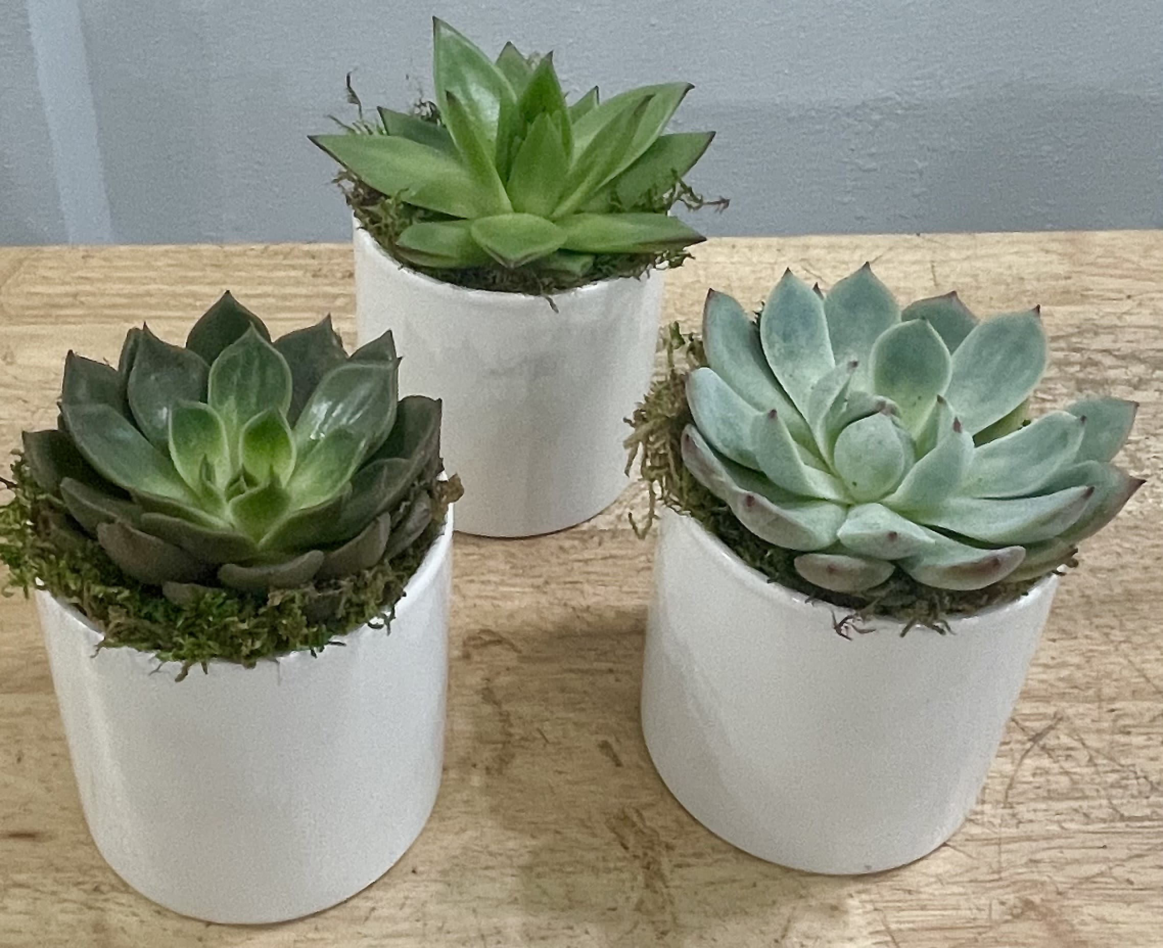 Succulent Trio  - Clean rosette succulents in three crisp white ceramic pots make a calm, contemporary gift that suits Father's Day or any occasion when you want to say "I'm thinking of you." This succulent arrangement for housewarming, birthday, anniversary, or "just because" presents a modern, low-maintenance alternative to cut flowers-perfect for someone who appreciates simple green design or needs a desk-friendly pick-me-up while they recover or work from home.  Each of the three small pots holds a different rosette succulent-one bright green, one deep green, one pale blue‑green-nestled with natural moss at the base for a finished, tactile look. The smooth white ceramic and the varied leaf textures create a clean contrast that works in kitchens, offices, and living rooms. These compact plants are ideal for thank-you gifts, get-well wishes, apologies, or holiday accents and make a thoughtful Earth Day or "congrats" present.  Because succulents thrive with minimal care, they're great for busy recipients or anyone new to plant-keeping: place near indirect light, water sparingly, and enjoy the long-lasting, soothing presence. Available as a ready-to-display trio, this arrangement is a simple, enduring way to celebrate friendships, boss appreciation, or to send comfort and thanks.