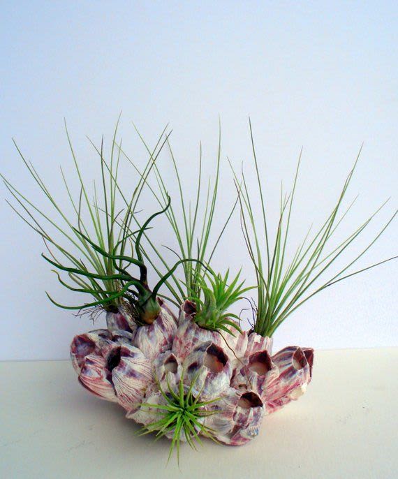 Beachcomber - Barnacle with Airplants. Perfect addition to coastal living.