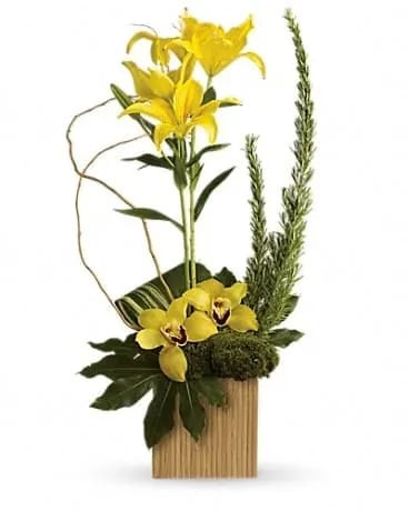 Bamboo Tropics - Make a tropical style statement with gorgeous yellow lilies and orchids artistically arranged in a stunning cube vase made of real bamboo. Think how thrilled they'll be when this bold, beautiful gift arrives at the door. The gorgeous bouquet features yellow Asiatic lilies and yellow cymbidium orchids accented with assorted greenery and delivered in a 6 1/4" contemporary cube vase made of real bamboo. 