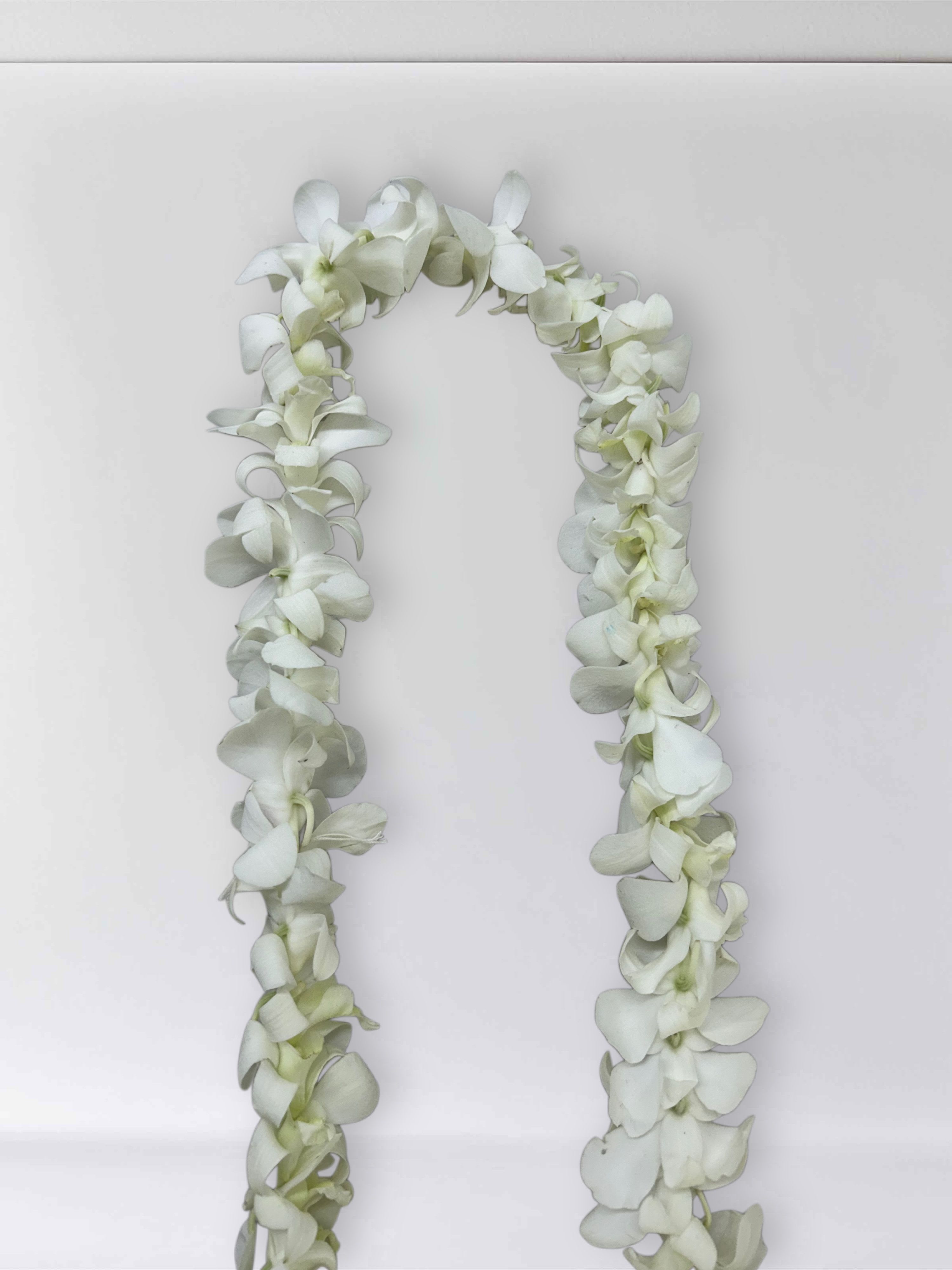White Single Orchid Leis - Real Orchids graduation leis, single orchids in white!