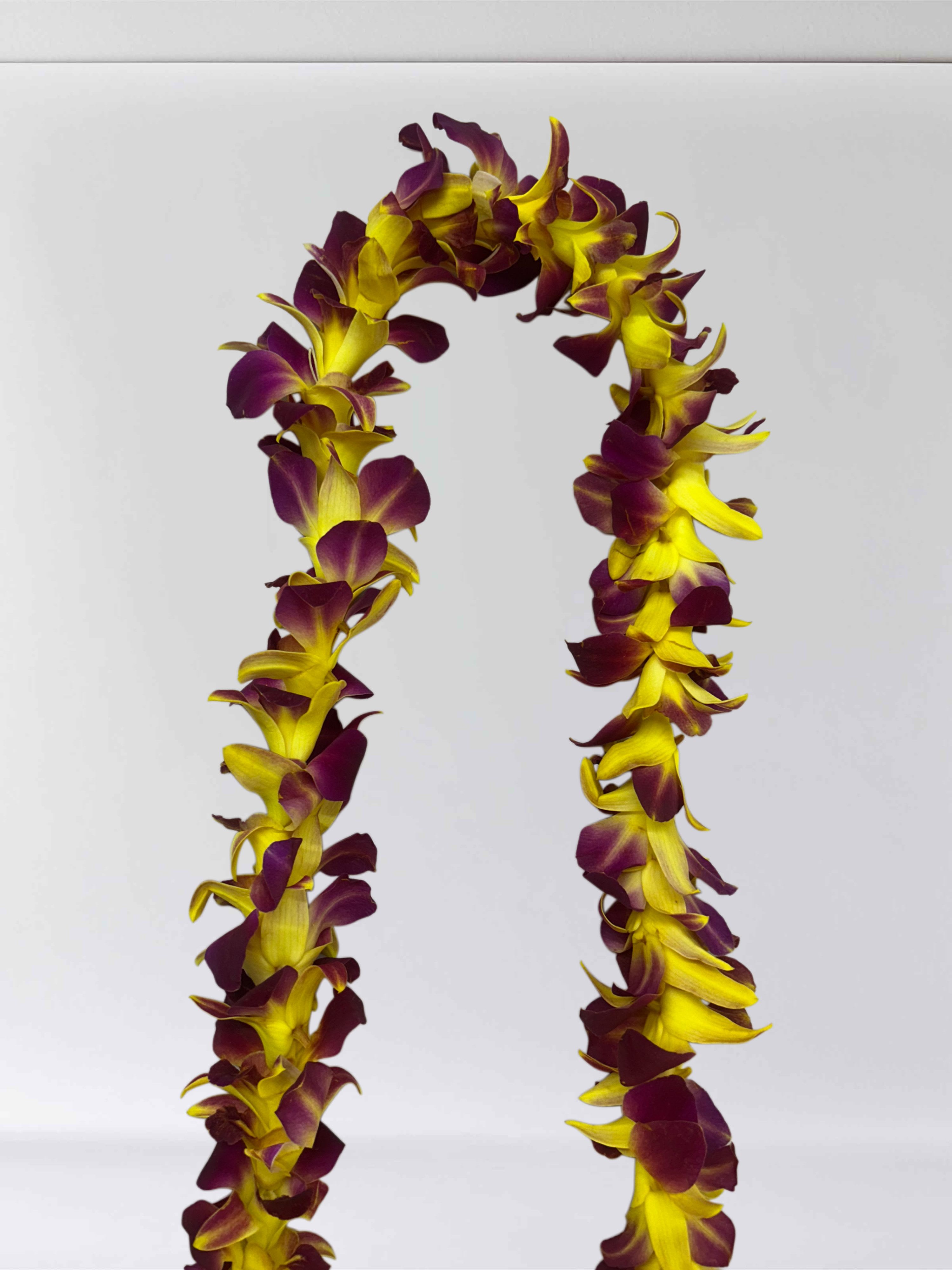 Single Orchid Leis, Yellow/burgundy - Real Orchids graduation leis, single orchids Yellow/Burgundy!