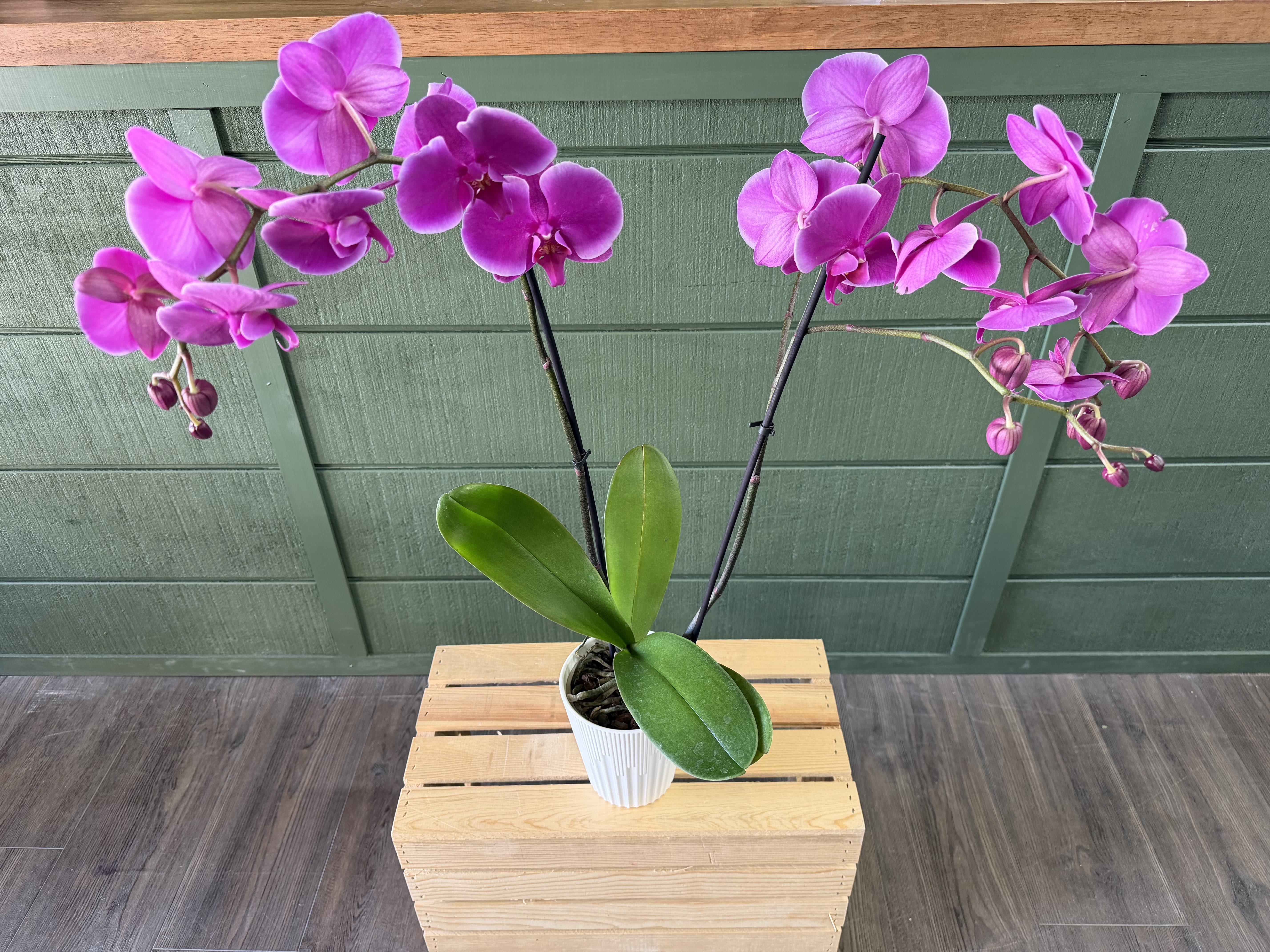 Purple Potted Orchid  - Potted orchid arrangement is a long-lasting living gift, it brings a light tropical touch to tabletops, office desks, or entryway consoles and requires minimal upkeep, making it ideal for recipients who appreciate beauty with low maintenance.