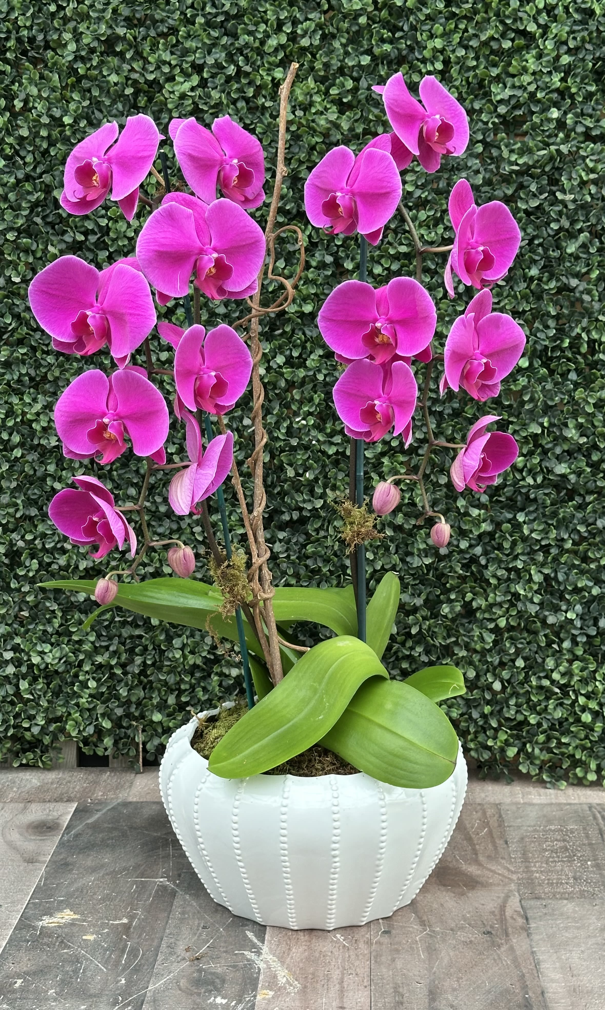 DOUBLE THE LOVE (PURPLE) - Vivid purple Phalaenopsis orchids arch gracefully from a low white ceramic planter-an elegant flower arrangement perfect for an anniversary, birthday, or a heartfelt "I'm sorry." The tall, airy stems and bright purple blooms create a striking focal point that reads as both romantic and refined, making the recipient feel genuinely celebrated whether the moment is a milestone or simply "just because."  Each arrangement includes two full orchid stems with open blossoms and a few natural unopened buds, set among broad, glossy green leaves and a bed of moss for a clean, contemporary presentation. The smooth white planter and discreet plant stakes keep stems upright and polished on tabletops, desks, or mantelpieces; the compact footprint fits well in home or office settings for occasions from Mother's Day and Valentine's Day to Boss's Day or Admin Professionals' Week.  This living gift brings long-lasting color through spring and summer and is an especially thoughtful pick for get-well wishes, congratulations, or a New Year refresh. Care is simple: bright, indirect light and moderate watering to keep the moss slightly moist will help the orchids thrive, so she'll enjoy their bloom again and again.