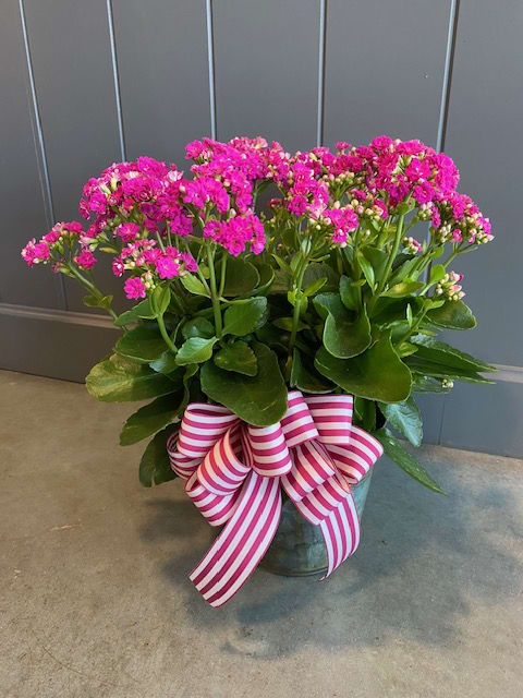 Potted pink flowering plant with a striped ribbon bow
