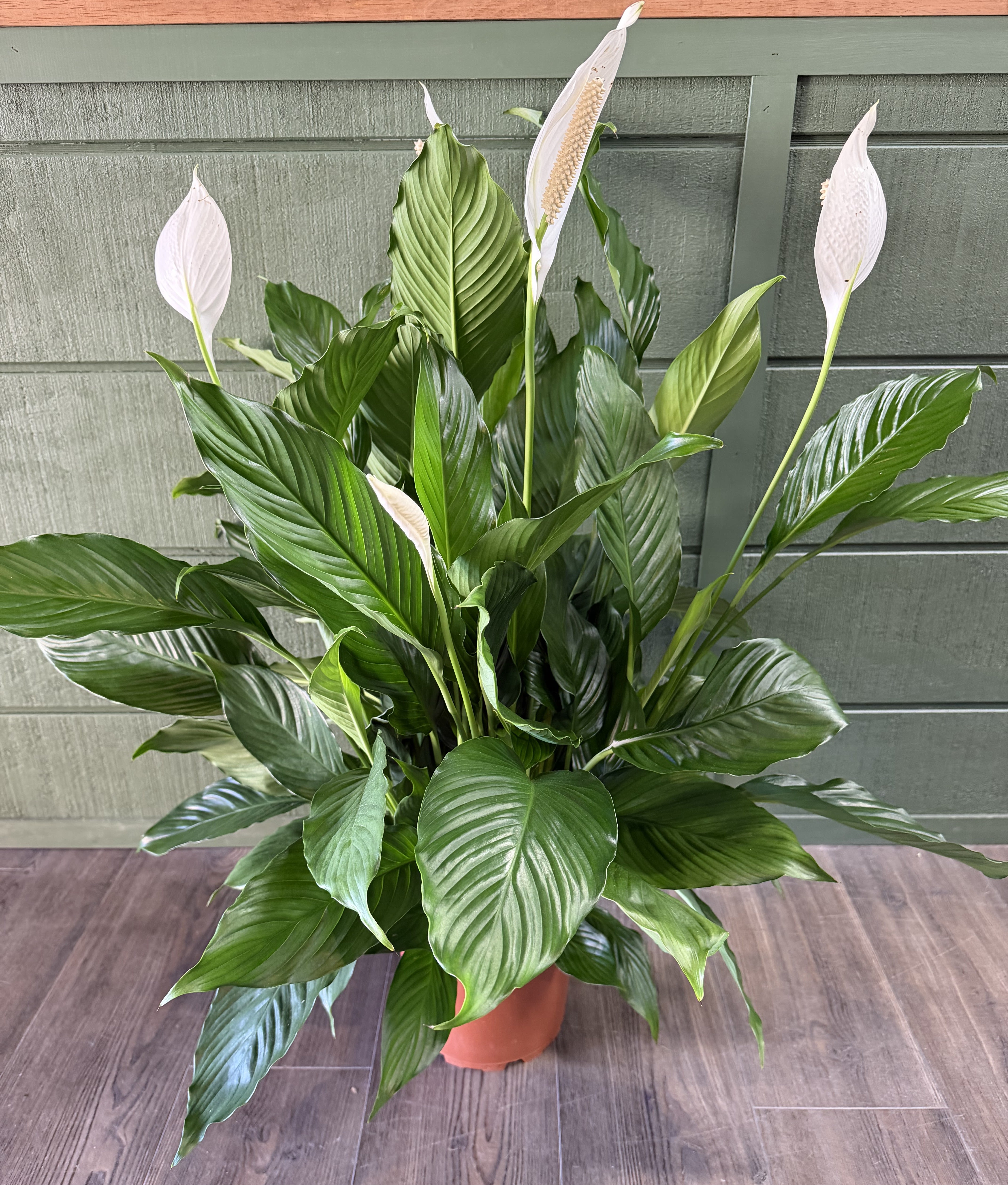 Potted Peace Lily  - A calm, elegant peace lily plant that brings fresh green life and serene white blooms to any room - perfect as a sympathy arrangement or a thoughtful everyday gift. Care is straightforward: bright, indirect light and regular, moderate watering to keep the soil lightly moist - a lasting gift that quietly comforts and refreshes.