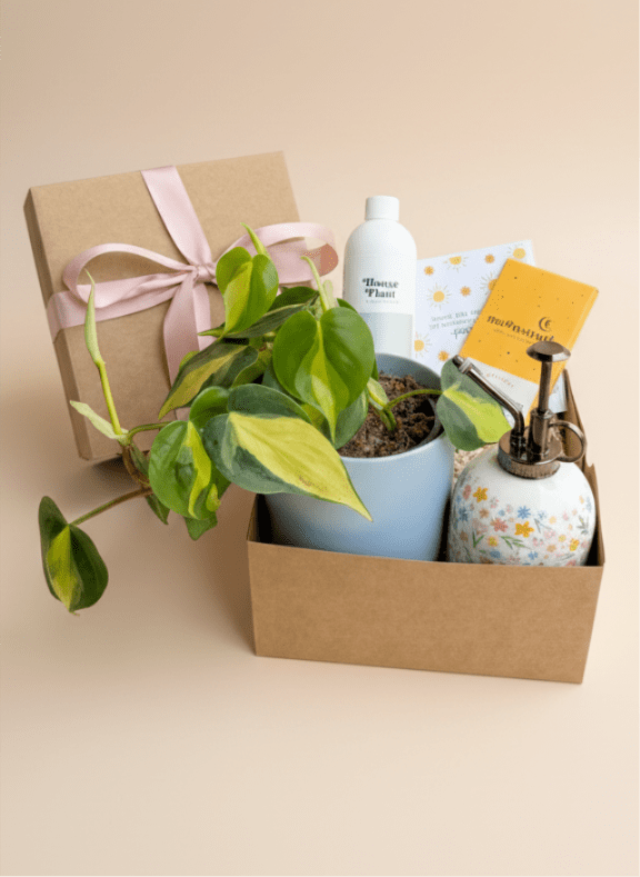 Potted variegated plant in a gift box with a ribbon and care items