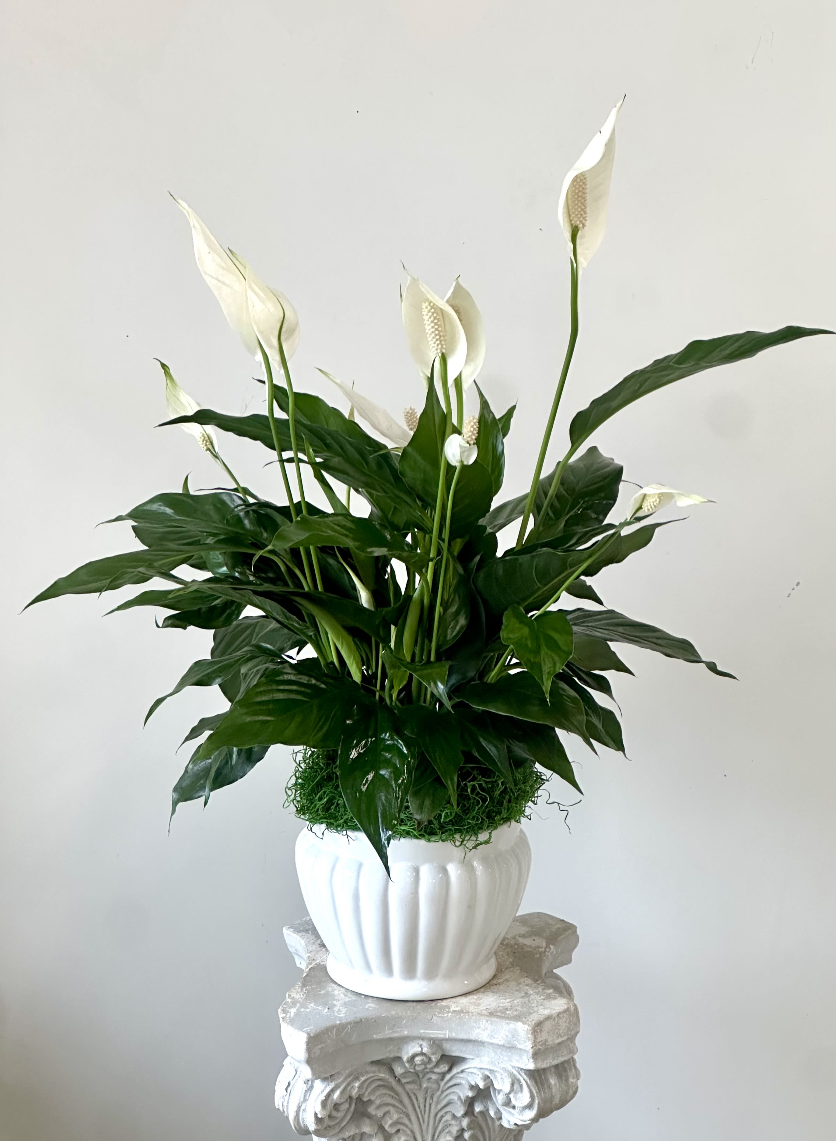 Serenity Spathiphyllum by Westford Florist Art by Veny - Elevate your indoor space with the Serenity Spathiphyllum by Westford Florist Art by Veny. This stunning peace lily is not just a beautiful addition to any room; it thrives effortlessly in low light conditions, making it the perfect companion for busy professionals and plant enthusiasts alike. Renowned for its air-purifying abilities, this hardy houseplant effectively combats indoor pollutants such as formaldehyde and ammonia, ensuring a healthier living environment. Designed to flourish at typical room temperatures, the Serenity Spathiphyllum requires minimal upkeep—just avoid extreme drafts and provide occasional light exposure. Let its elegant white blooms bring tranquility to your home or office while enhancing your decor with a touch of nature’s grace. Embrace serenity today with this remarkable addition from Westford Florist Art by Veny. Planted in 7" ceramic pot.