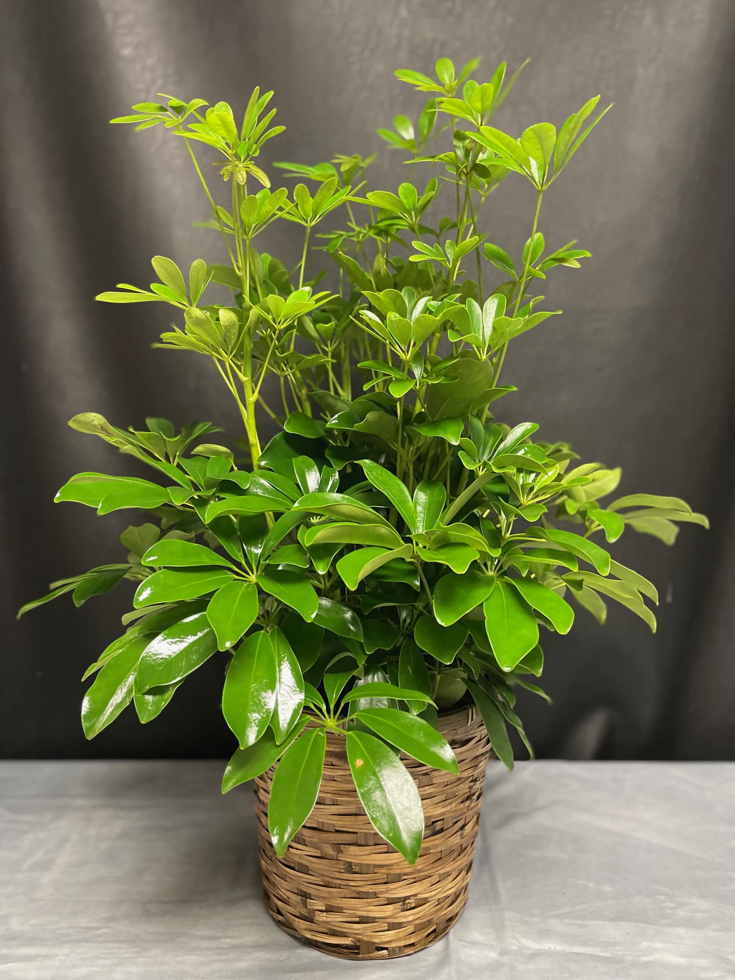 Potted green houseplant with glossy leaves in a woven basket