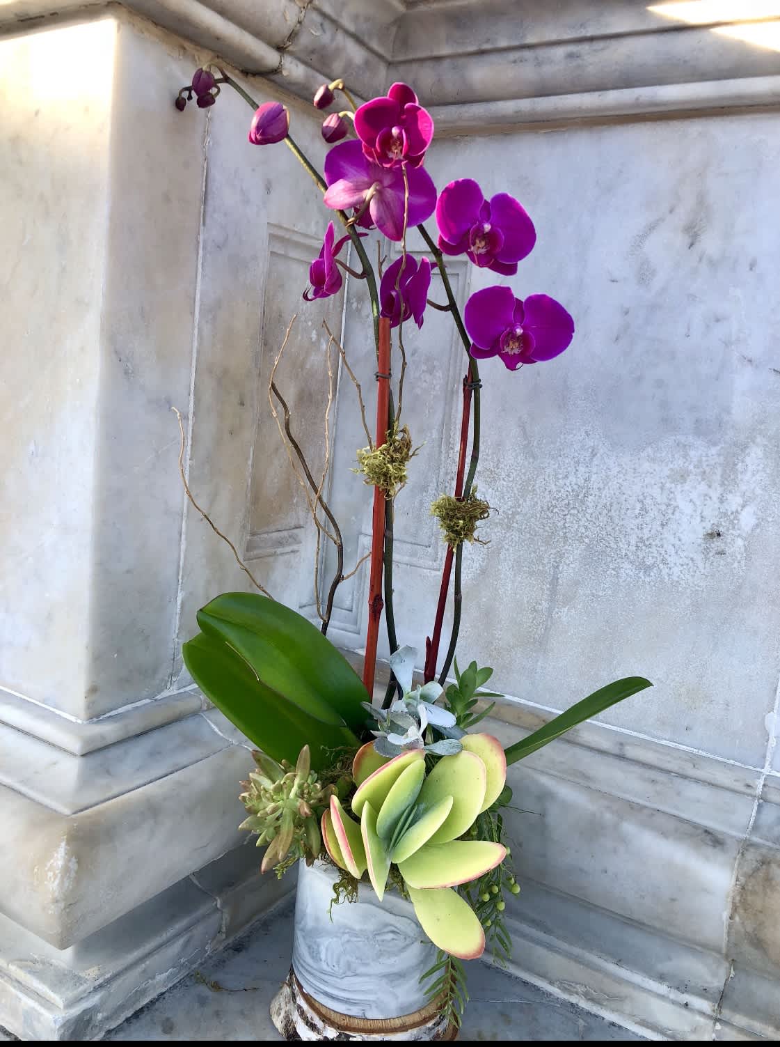 Tall orchid and succulent arrangement in a white container