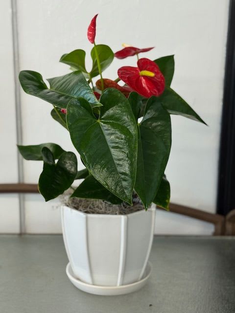 Tropical Love - Anthurium Plant, in a beautiful ceramic white pot 