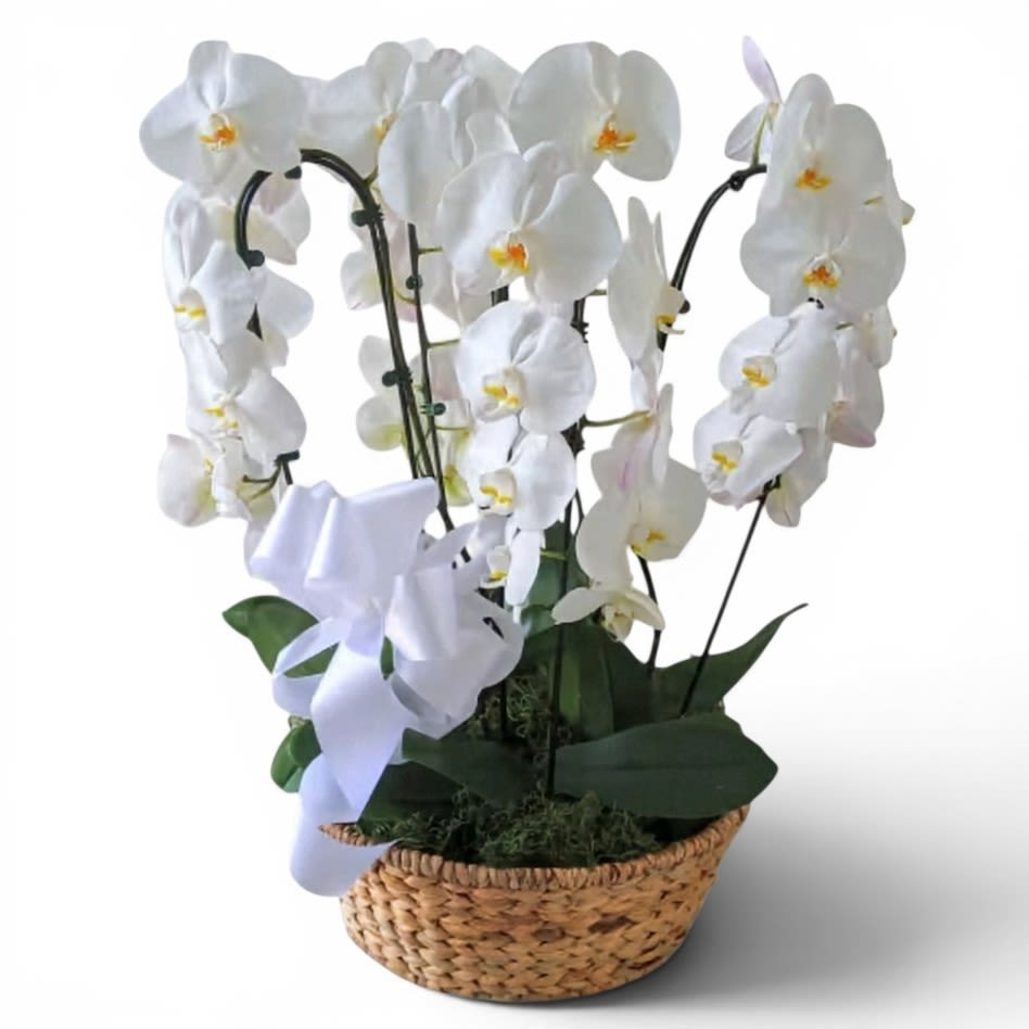 Four Orchid Plant Sympathy Basket - This design is intended for the home only. Not for services. Beautiful 4 white orchid plants arranged in a lovely large basket. Send the best to show them how much you care. Perfect to send today for every reason. Send your deepest condolences.