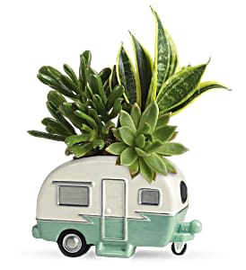 Succulent arrangement in a small camper-shaped planter