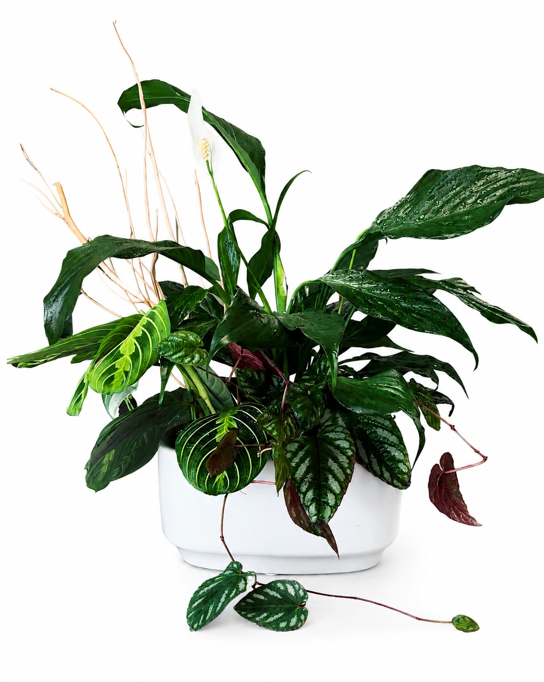 Living Garden - A beautiful collection of premium houseplants thoughtfully arranged in a modern ceramic planter. Designed with complementary textures, varying heights, and natural accents, our Living Gardens bring lasting beauty to homes, offices, and special occasions. Each garden is handcrafted by our designers and made to be enjoyed for months to come.  Approximately 18–24 inches tall and 12–16 inches wide. Arranged in a modern white ceramic planter measuring approximately 8.5” L x 6.5” W x 4.25” H. Plant varieties may vary based on seasonal availability while maintaining the overall style, quality, and value of the design.  Perfect for sympathy, birthdays, housewarmings, get well wishes, thank you gifts, or simply bringing a touch of nature indoors.