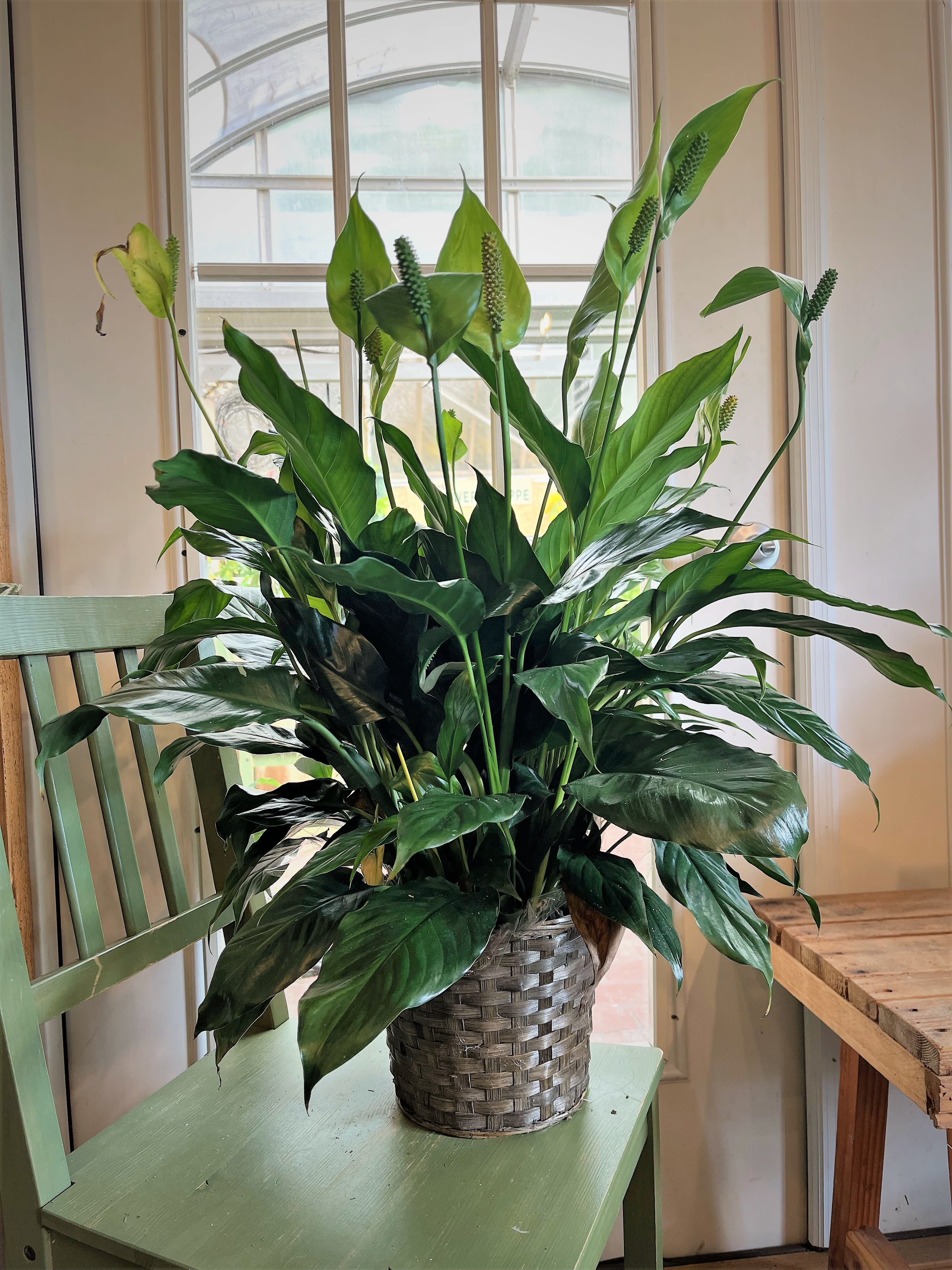 Potted peace lily plant in a woven basket on a chair
