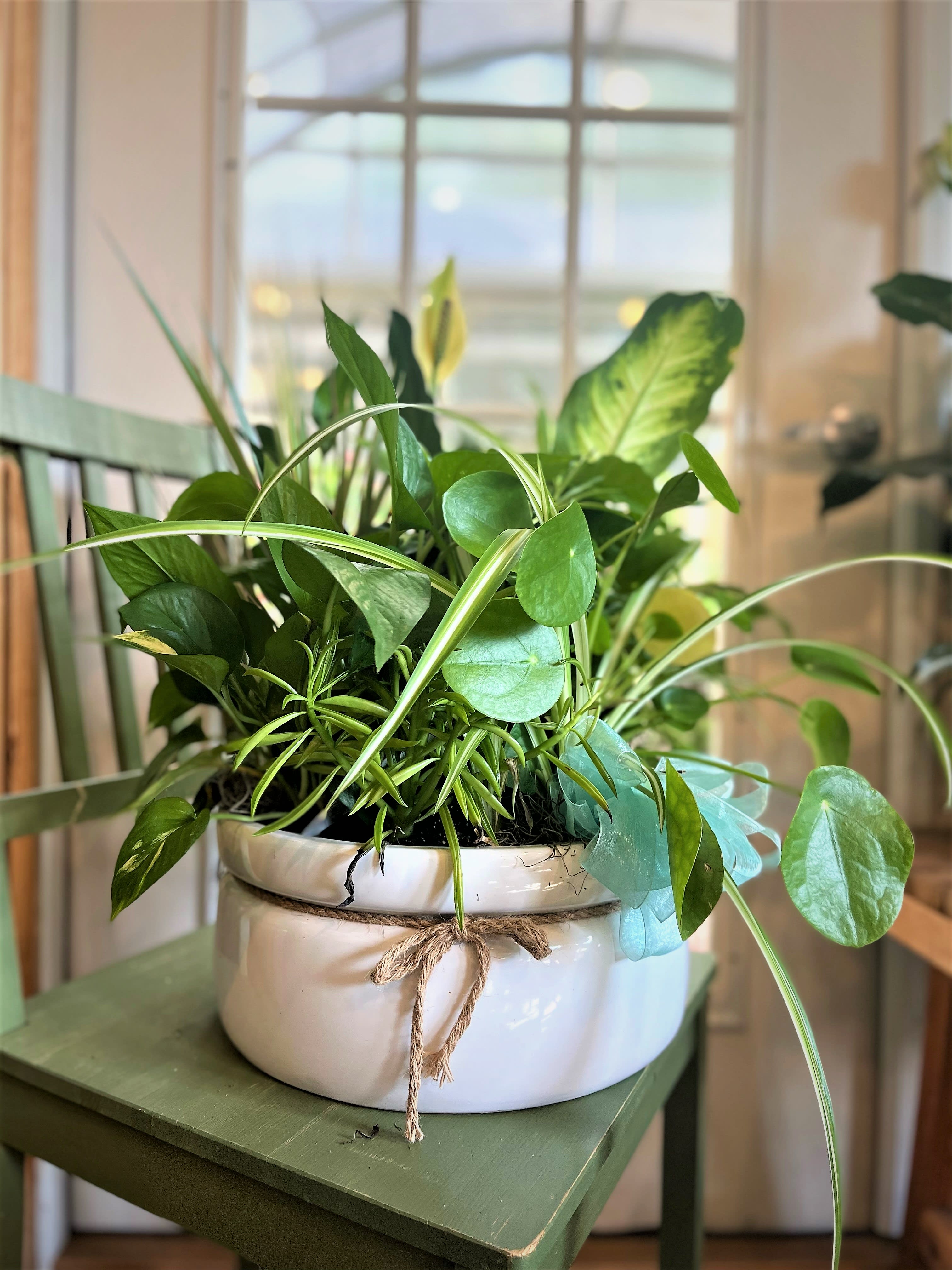 Potted green houseplant in a white ceramic bowl with a rope bow