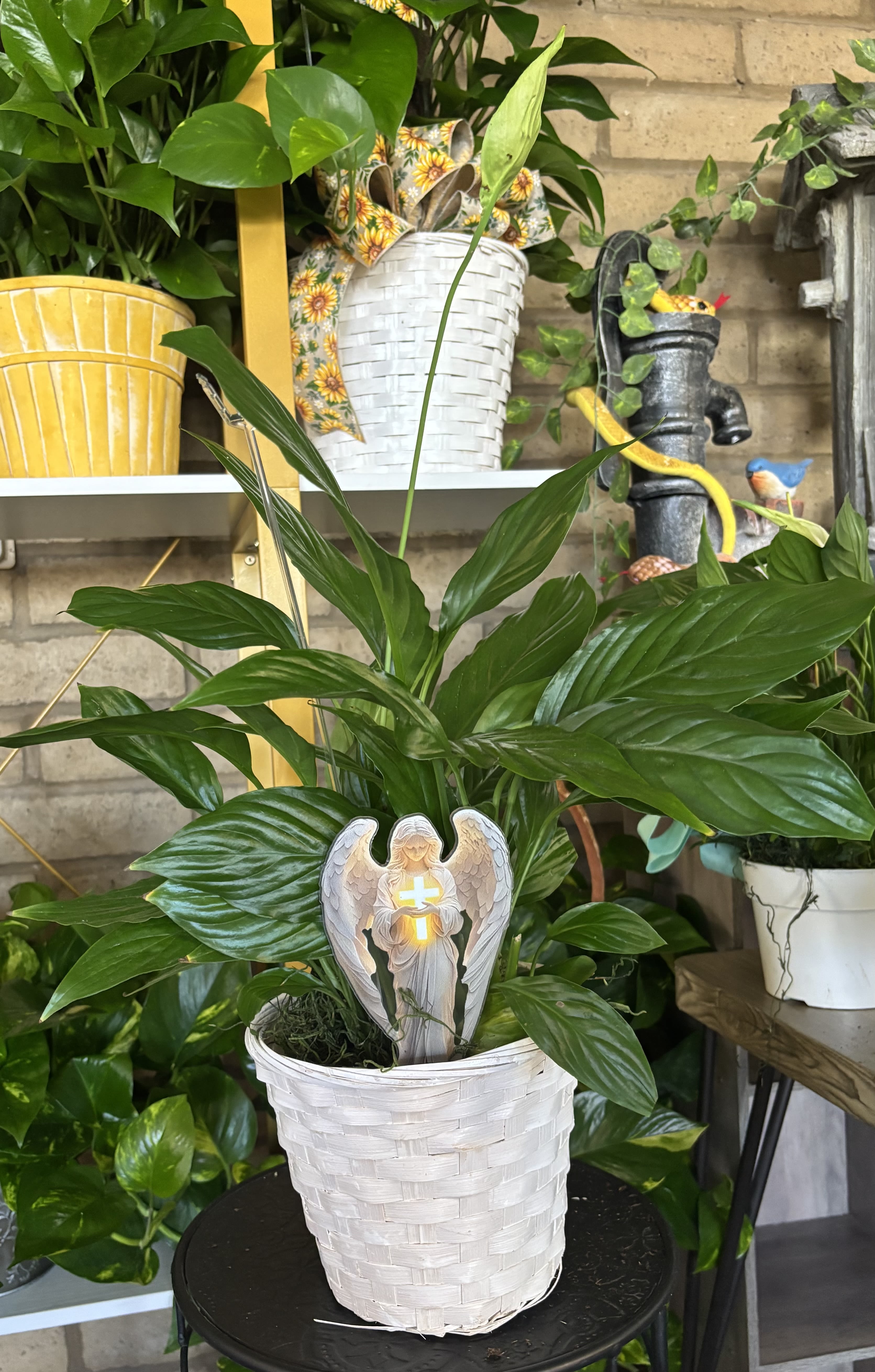Peace Lily Six Inch  White Basket -SYMPATHY  - peace lily 6 inch 