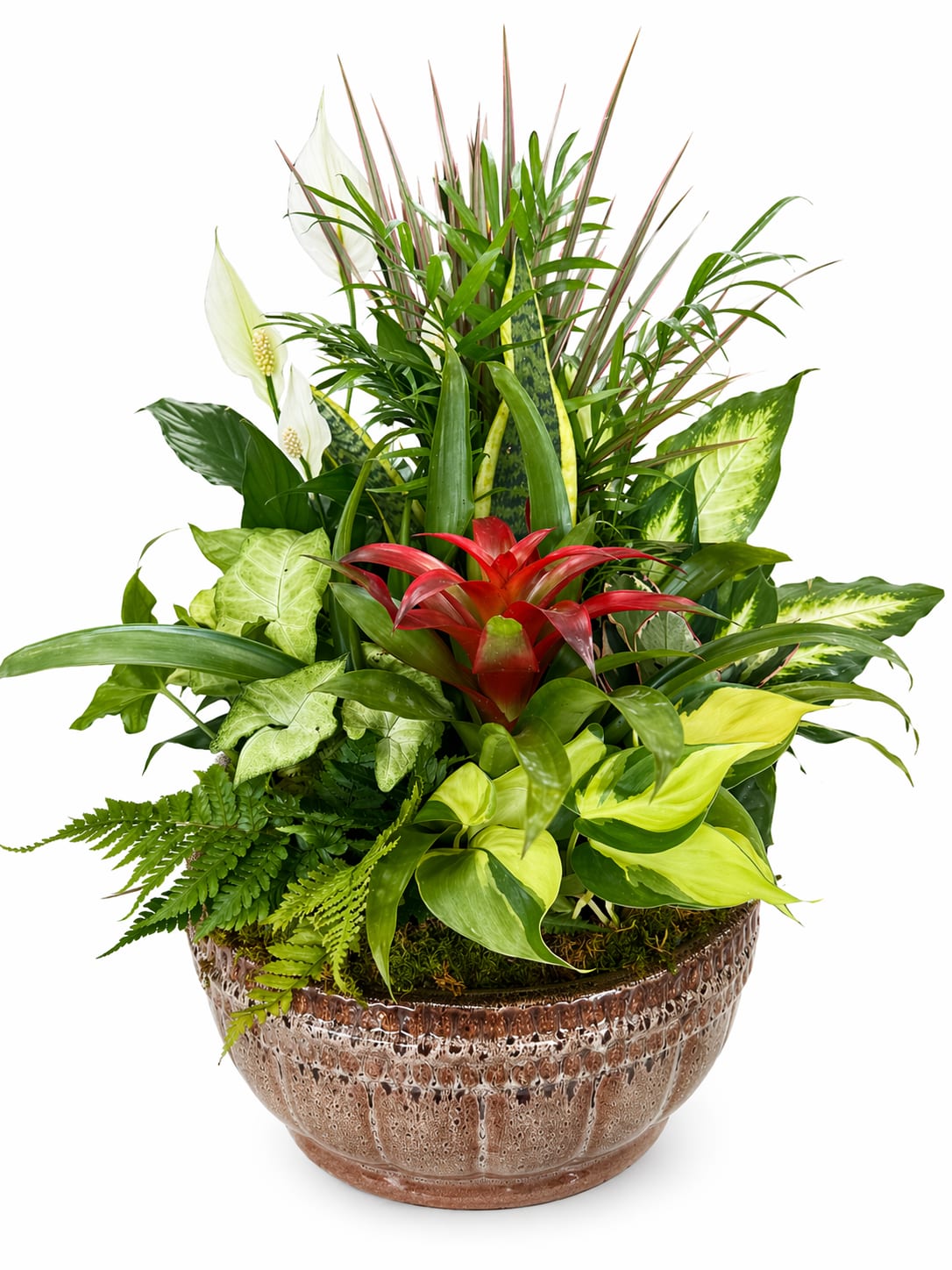 Jumbo Euro Dish Garden  - Our lush ceramic dish gardens are thoughtfully designed with a beautiful mix of indoor plants, creating a long-lasting gift for any occasion. Each garden is crafted in a decorative ceramic container and accented with natural moss for a polished finish. Sizes Medium, Large, and Jumbo are shown side by side for reference.   Please Note: Ceramic container styles and colors vary and are based on current inventory. While the overall size and value of your dish garden will remain the same, the container you receive may differ from the photo shown. Our designers will select the most beautiful ceramic pot available at the time of your order.