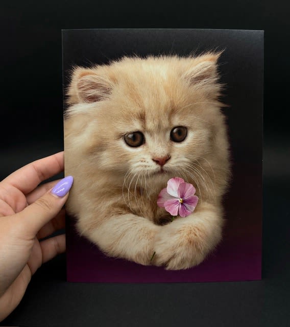 Cat Lover's card  - A fluffy cream-colored kitten stares up from a printed card that feels like a little keepsake-perfect as a birthday gift, a "just because" surprise, or a Best Friends Day pick-me-up. The whimsical image, set against a dark background with a tiny pink-and-white bloom by the kitten's paw, sends a warm, sentimental message that will make the recipient smile the moment they see it.  This card pairs beautifully with mixed-color bouquets or a simple white-and-purple posy when you want to make the moment extra special, but it also stands well on its own as a novelty gift or pocket-sized memento. The design's soft pink and cream tones give it a gentle, friendly vibe suited to cat lovers of any age.  Choose this card to say you're thinking of someone in a personal, playful way-the kind of little gift that makes them feel seen. Small enough to tuck inside a bouquet or mail on its own; include a short handwritten note to make the sentiment last.