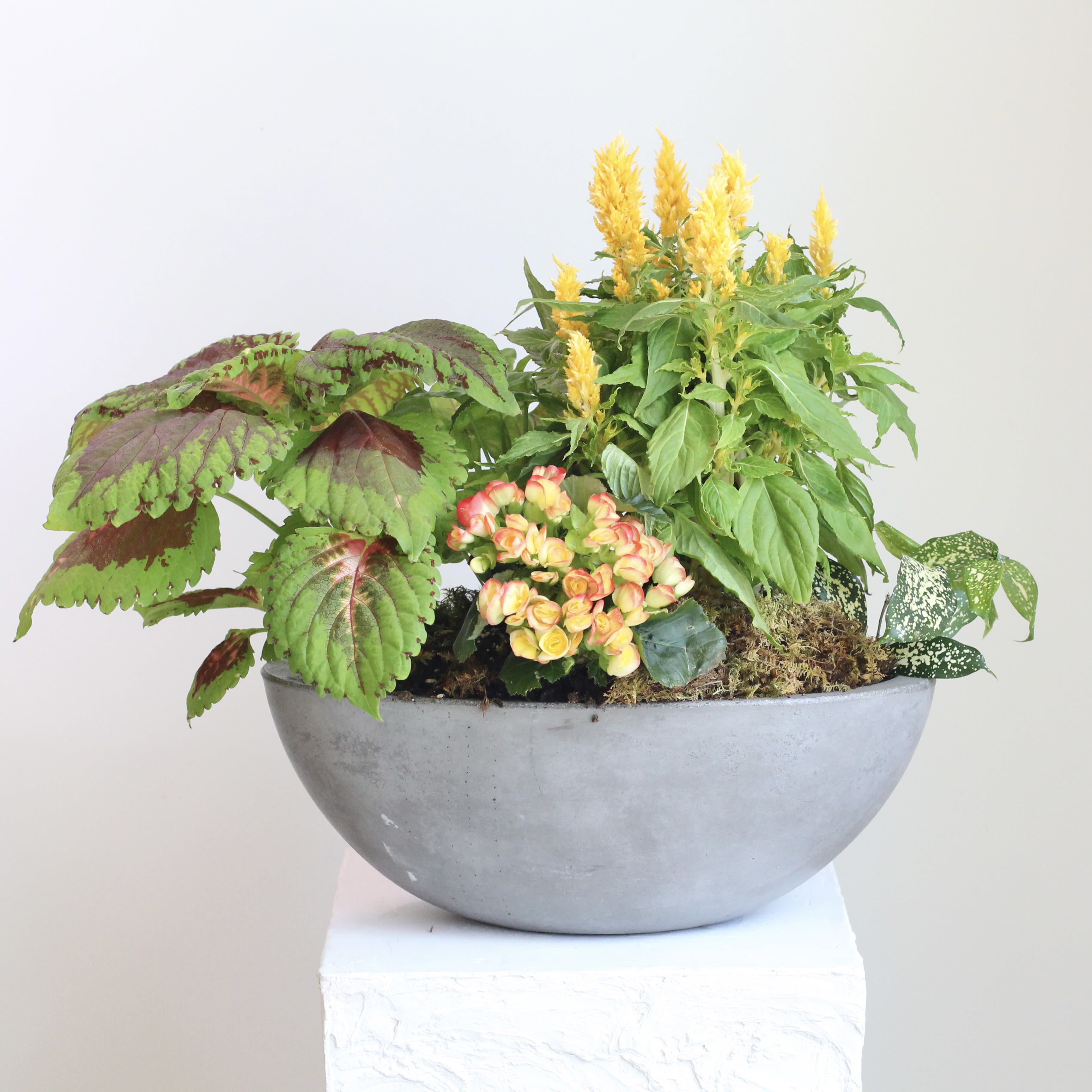 Indoor/Outdoor Living Plant Arrangement - Our plant arrangements are unique, beautifully designed, and tailored to enhance any occasion or season. This arrangement features a large Begonia, and additional plants that give this garden a rich variety of textures and color. The Living Plant Arrangement will last many months to come or the plants can be separated into their own pots as desired.  Delivery Policy: At Middlemist, we aim to make every delivery seamless and delightful. It is the sender’s responsibility to ensure the recipient is available to accept delivery between 3–5pm on the scheduled date and that the delivery address is accurate. We will send a text notification to the recipient on the day of delivery. If no one is available to receive the order, it will be returned to the shop and may be picked up or redelivered for an additional delivery fee. If a recipient requests the order be left unattended, we cannot guarantee the condition of the flowers or plants, and no refunds will be issued once an order is left outside.