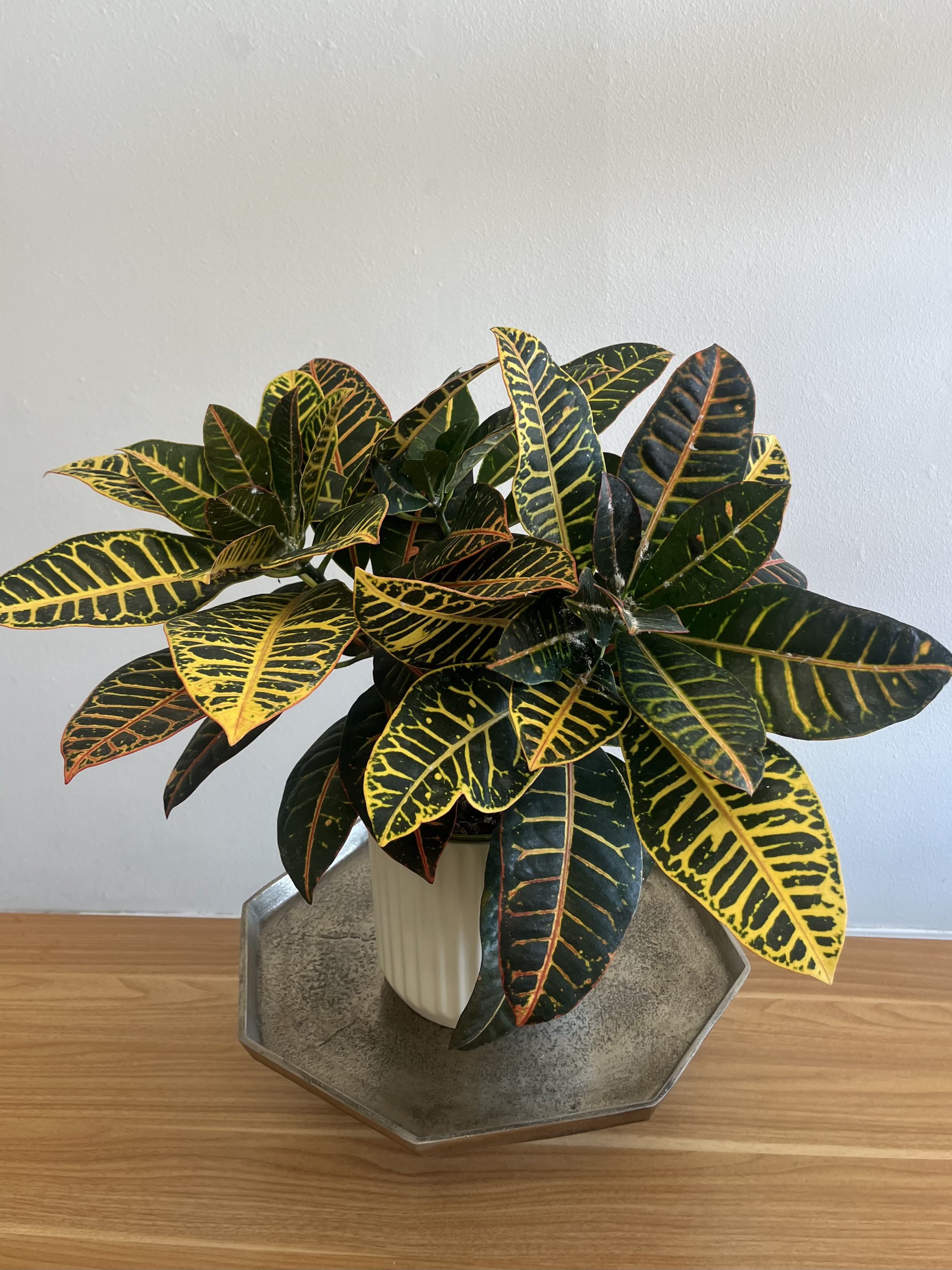 Garden Croton Plant - Garden Croton potted in an ivory ribbed ceramic pot.