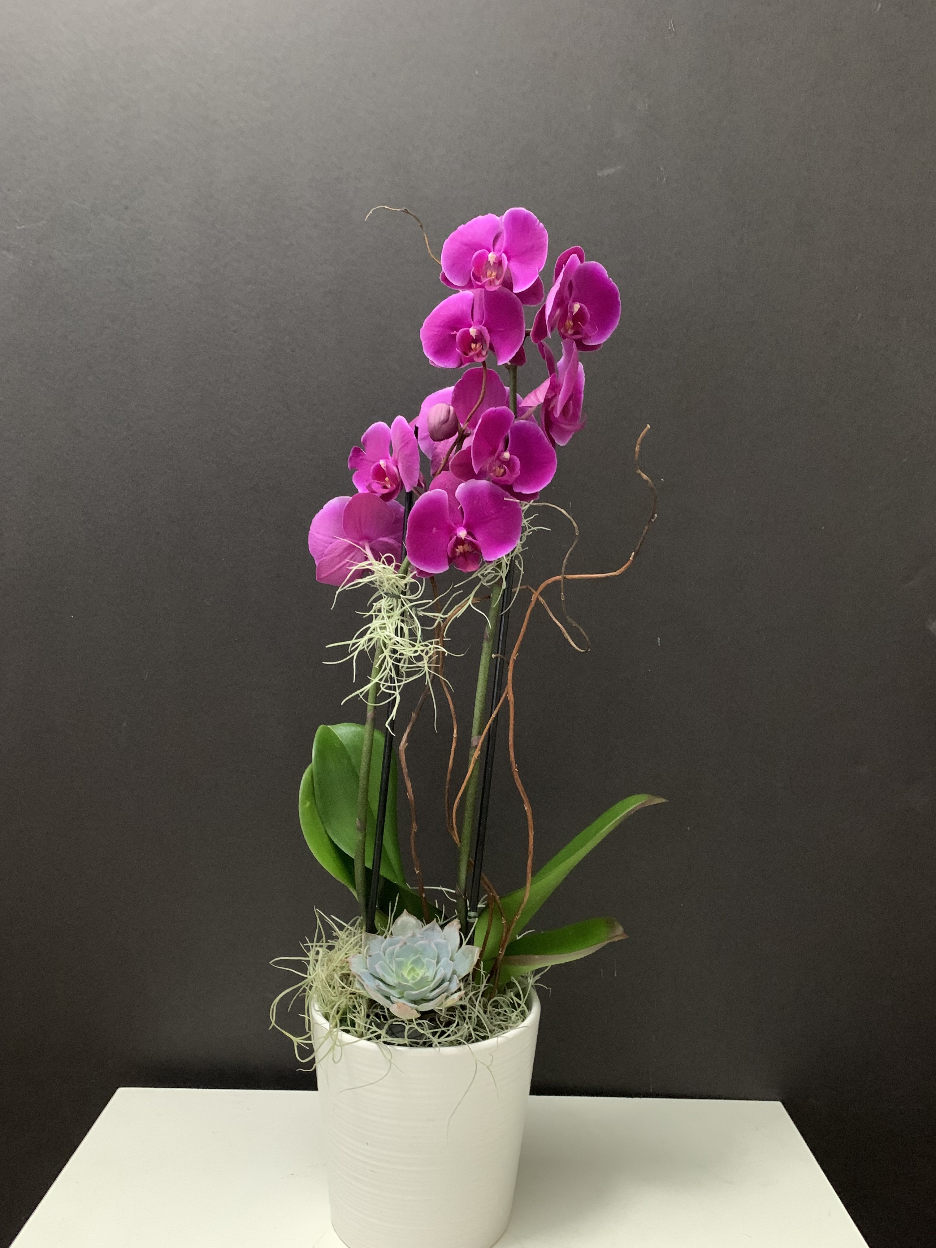 Everlasting  Amethyst 1 - Purple Orchid plant, Succulent in ceramic container 