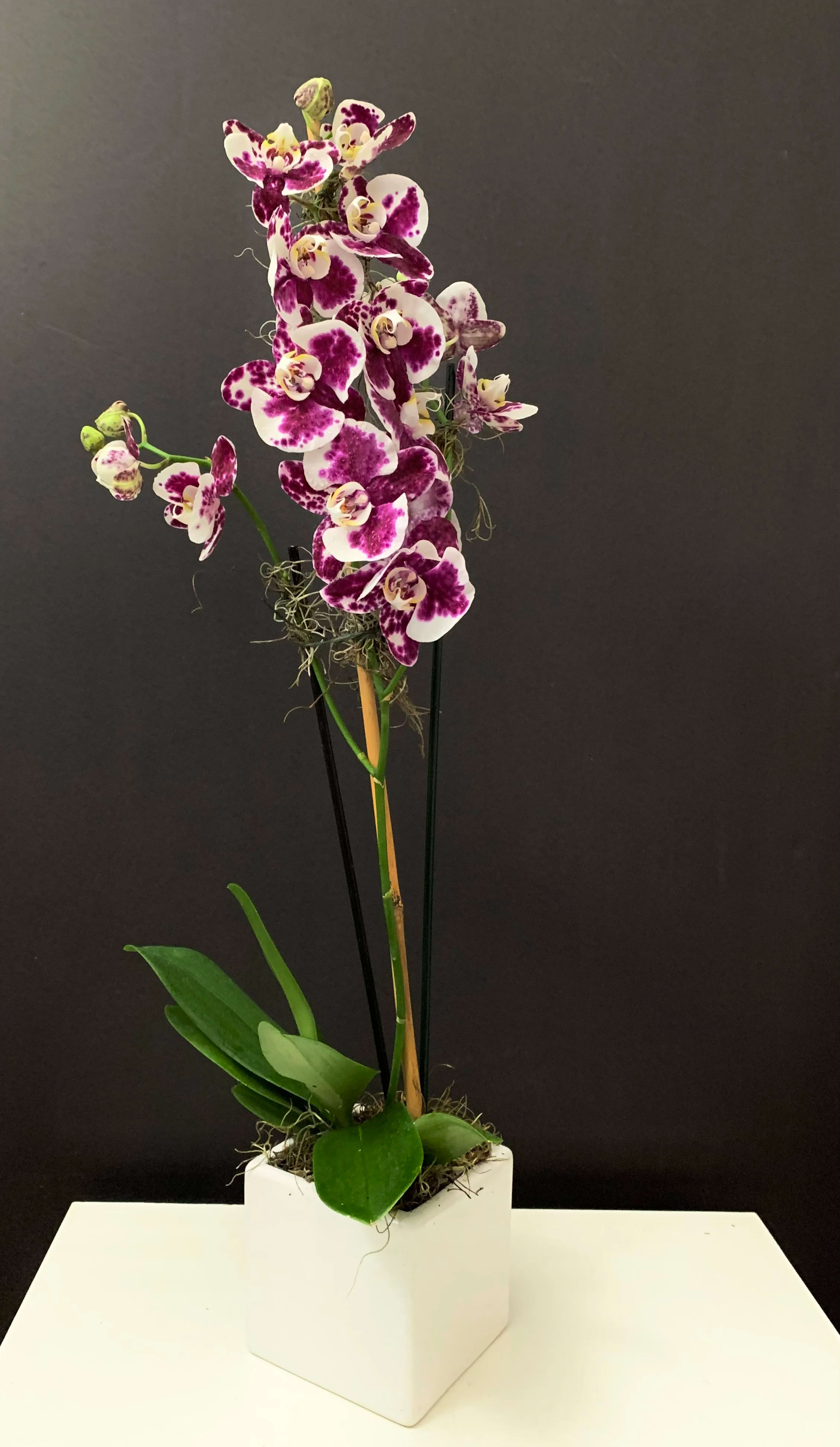 Elegant Orchid Plant  - Orchid plant in ceramic container 