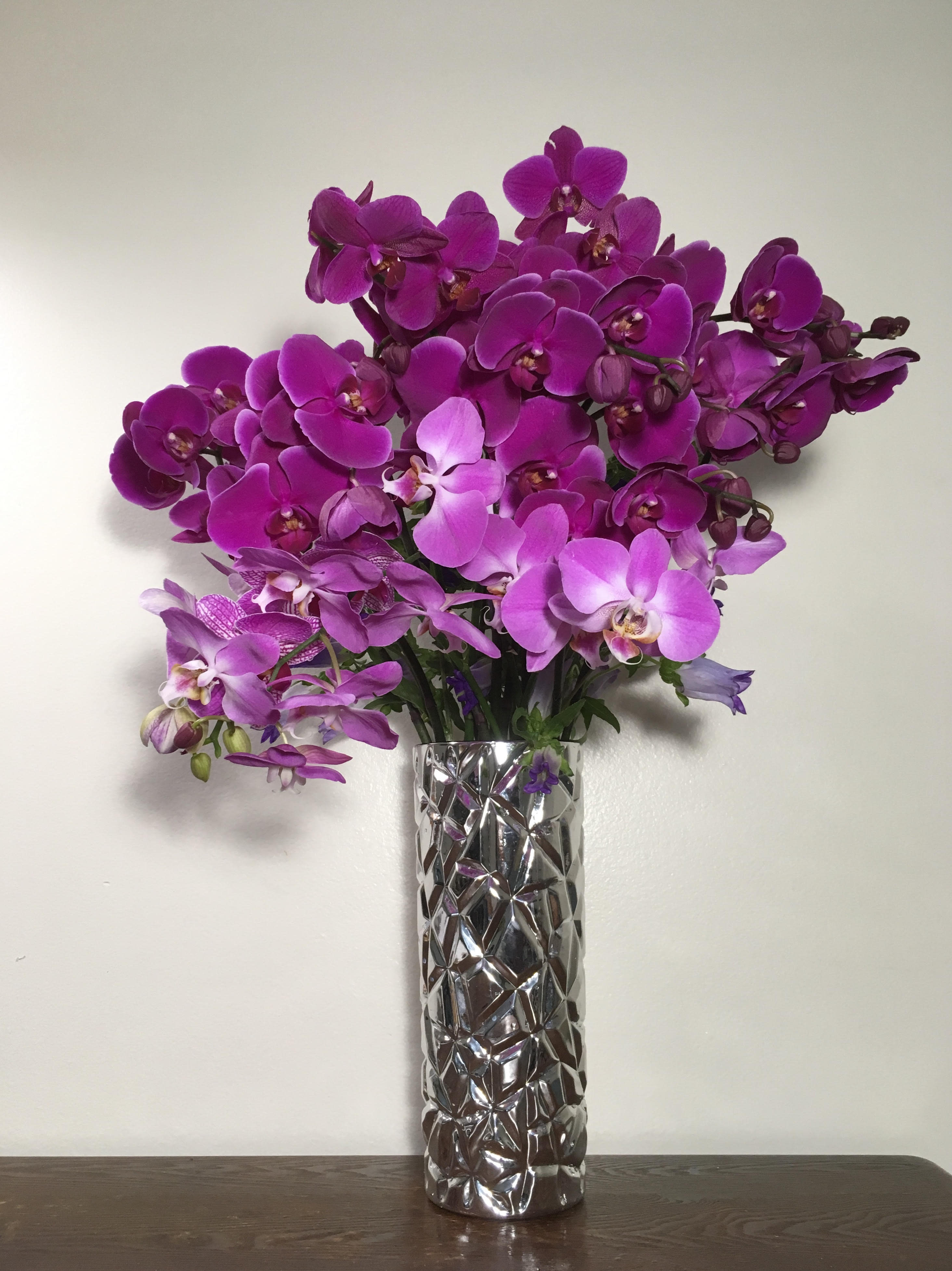 Magenta View - Purple Phalaenopsis Orchid blooms in fancy silver glass vase  