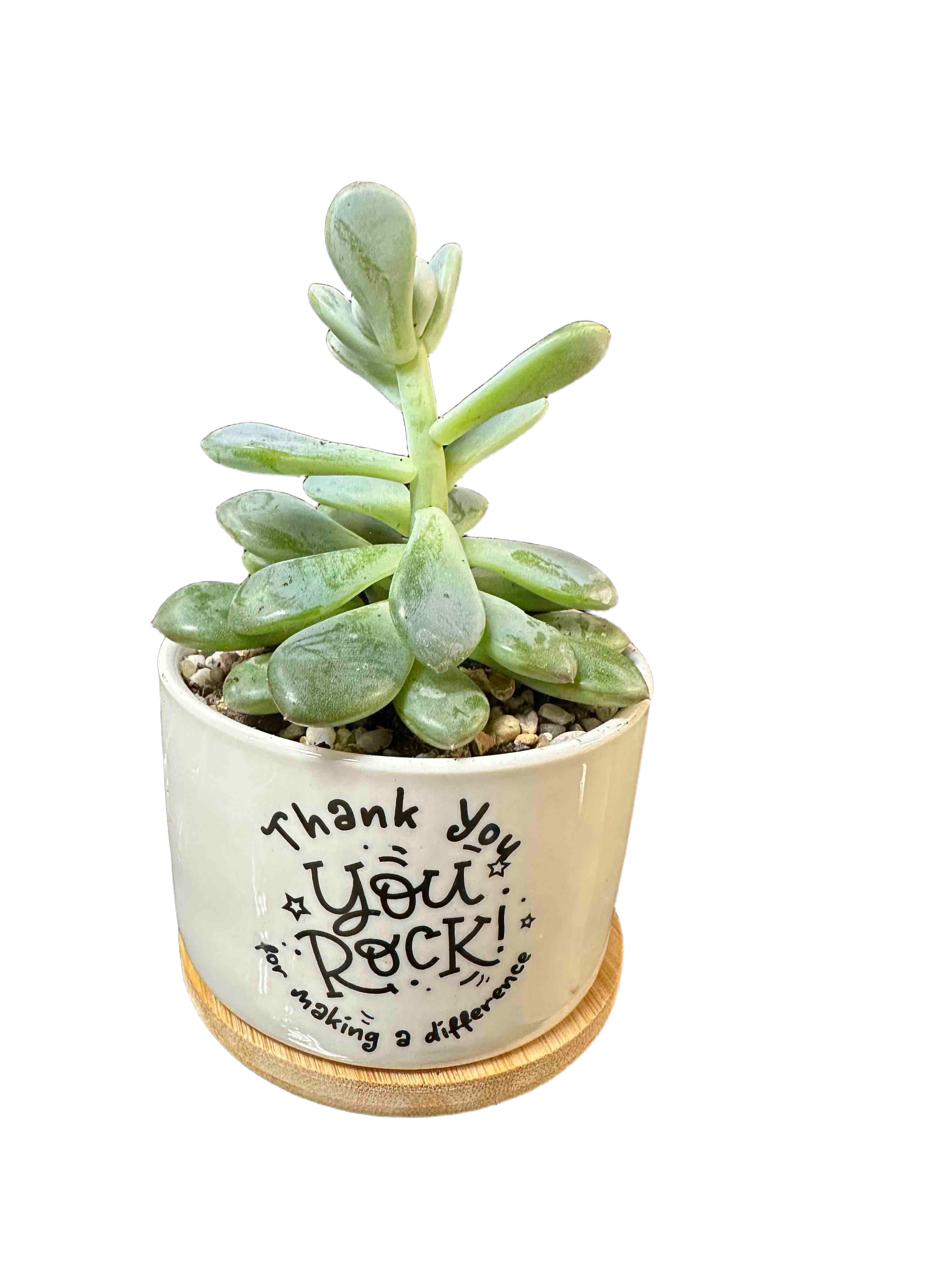 "You Rock" Succulent  - Includes vase and a succulent. 