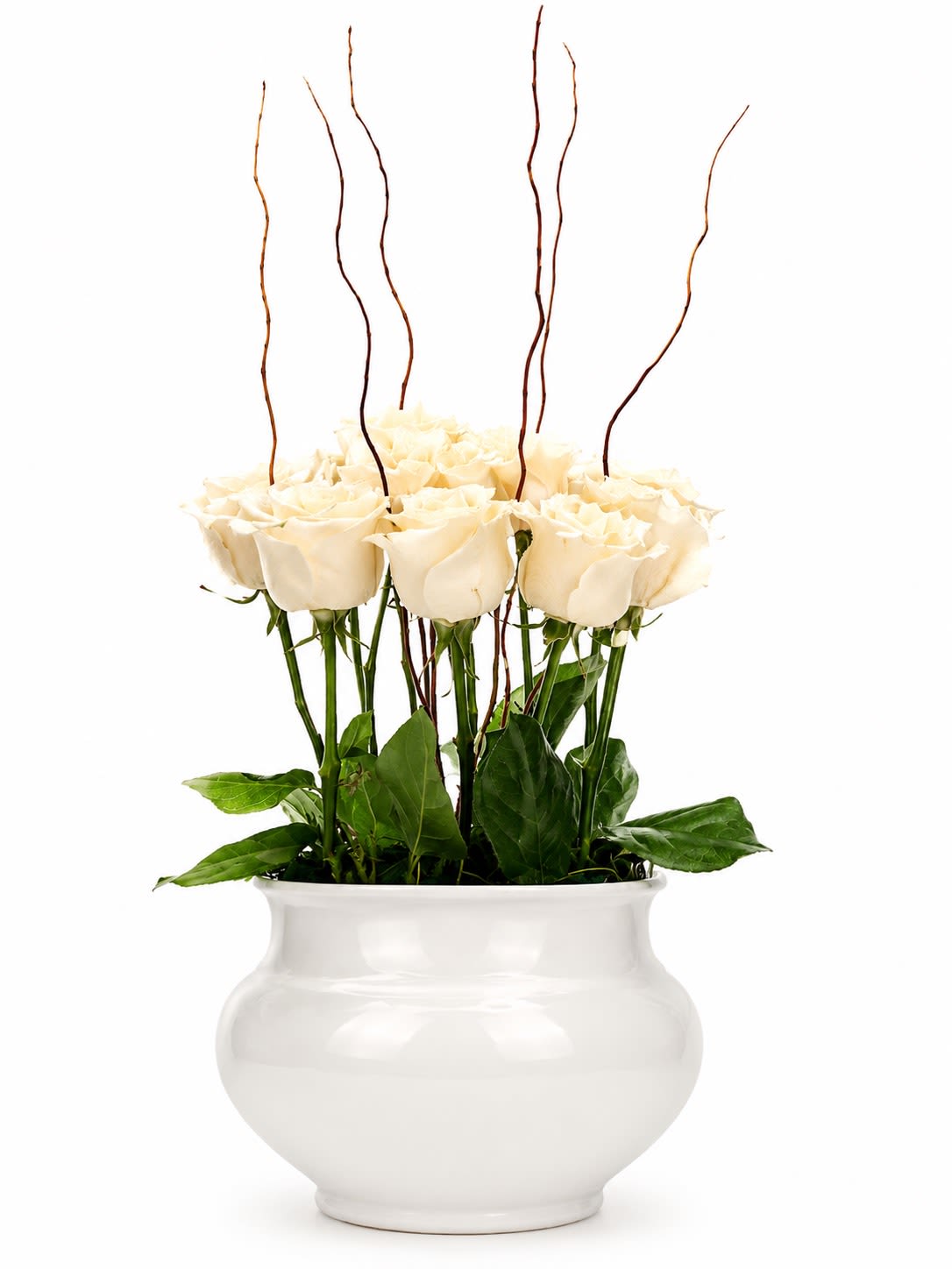 Blume Breeze - Creamy white roses gathered in a glossy white ceramic vase create a quietly sophisticated bouquet that reads as both romantic and restrained - perfect as a wedding centerpiece, sympathy arrangement, or a thoughtful way to say you're holding someone close in your thoughts. The vertical silhouette, thanks to tall, slender curly branches, gives the design an airy lift so the person you're sending this to feels noticed and honored, not overwhelmed.  Tightly clustered cream-white roses sit low in the vase with fresh green foliage peeking at the base for contrast; the glossy white ceramic vessel keeps the focus on the blooms while reinforcing a clean, elegant aesthetic. Decorative curly branches arch above the roses to add texture and height without stealing the show, making the arrangement easy to place on a mantel, bedside table, or reception table.  Made to convey quiet beauty and calm, this composition suits brides seeking understated charm, someone grieving who needs a gentle gesture, or anyone who appreciates classic whites and sculptural lines. Vase included; arrange requires only fresh water - swap daily and trim stems slightly every few days to keep the roses looking their best.