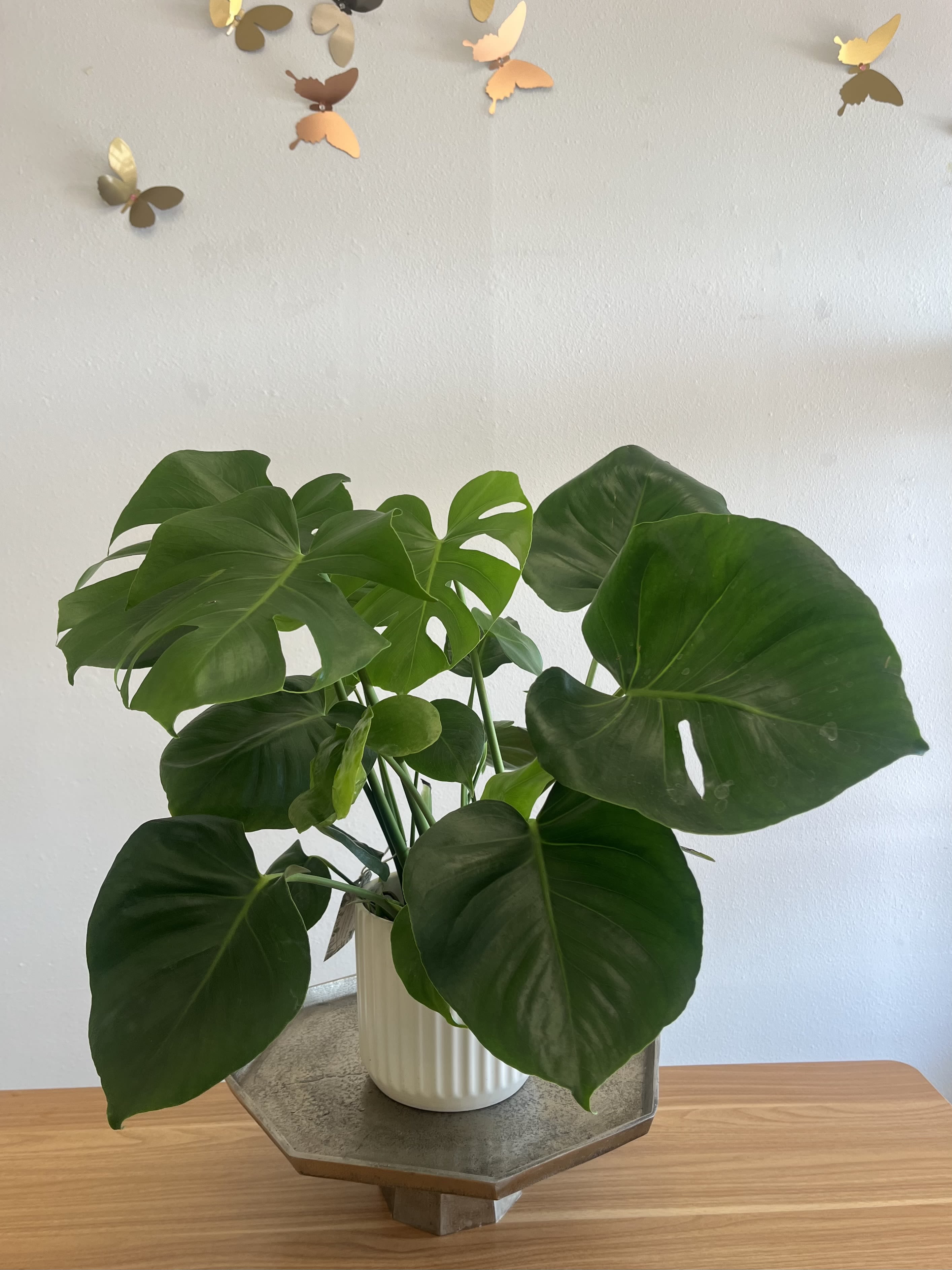 Potted Monstera - 6" Monstera plant potted in an ivory ribbed ceramic pot