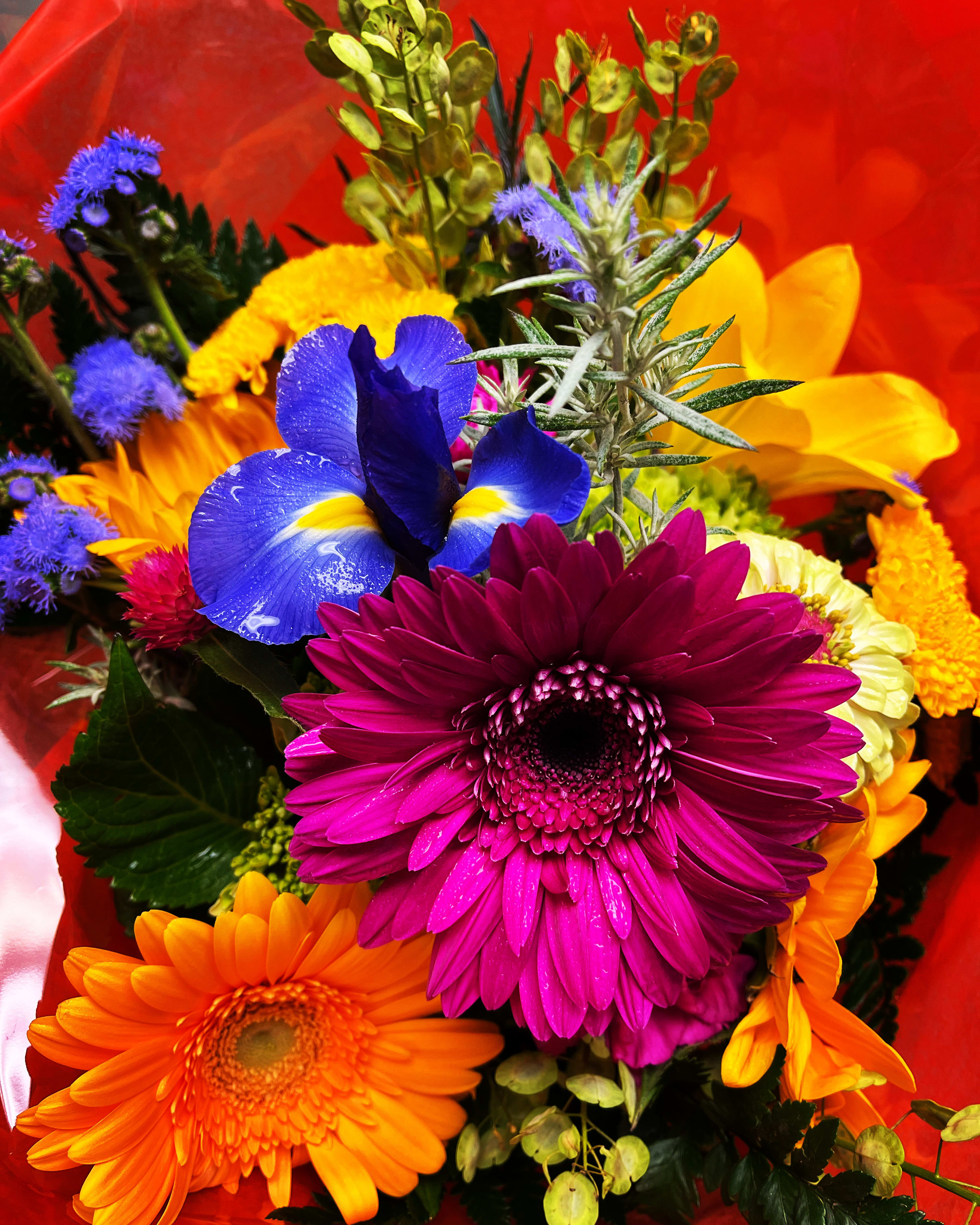 Colorful bouquet with gerbera daisies and an iris against red wrap