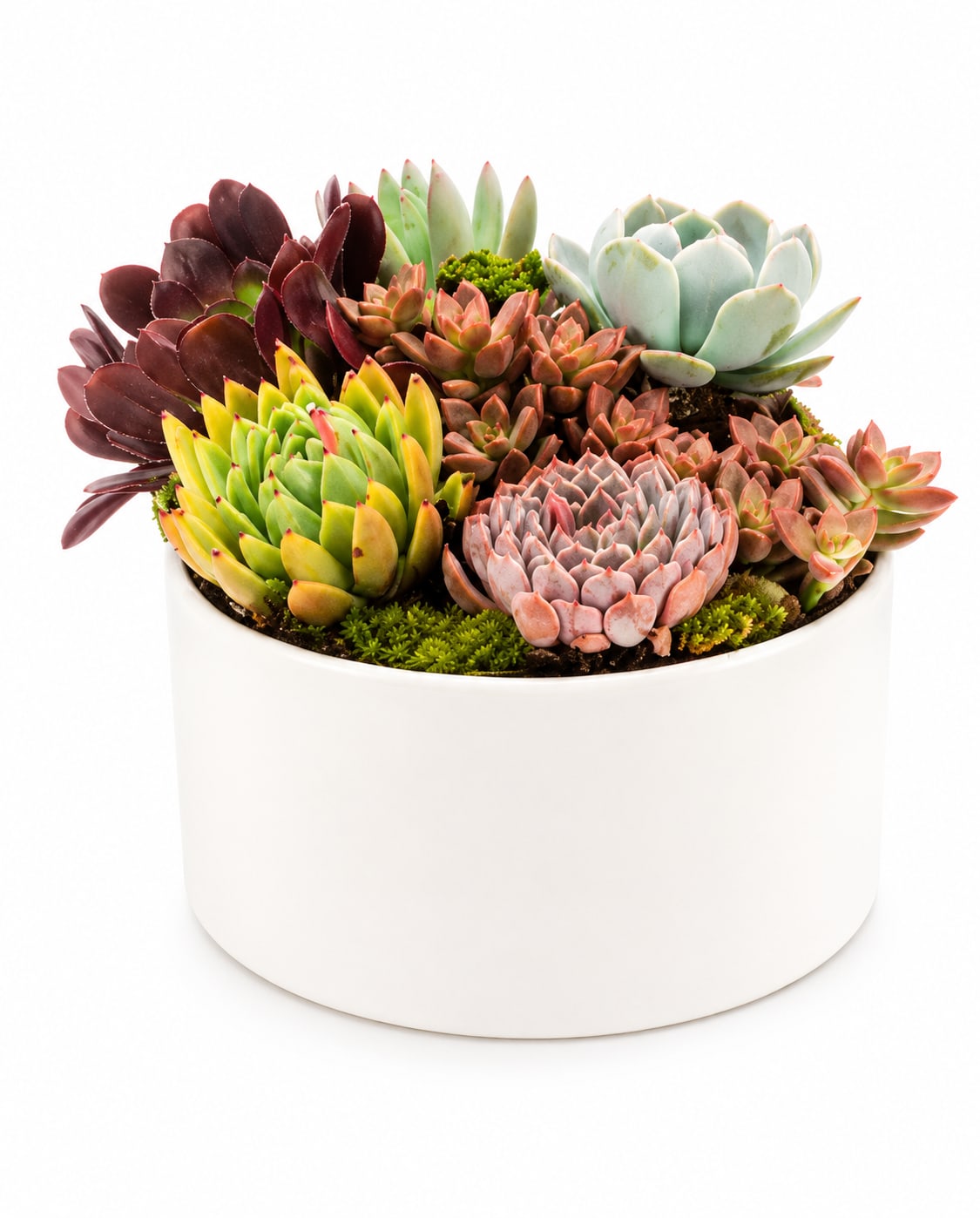Modern Succulent Garden - Everybody loves succulents! Send them to brighten up a new desk or home. Perfect for Father's Day or to celebrate a new job.