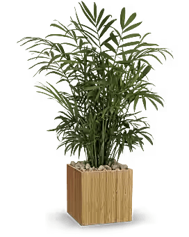 Peaceful Palm - An 8in Palm dressed up proper
